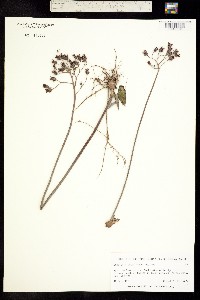 Echeveria craigiana image