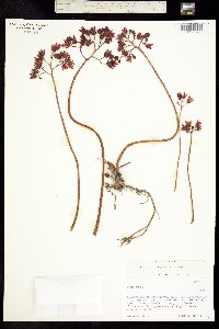Echeveria craigiana image