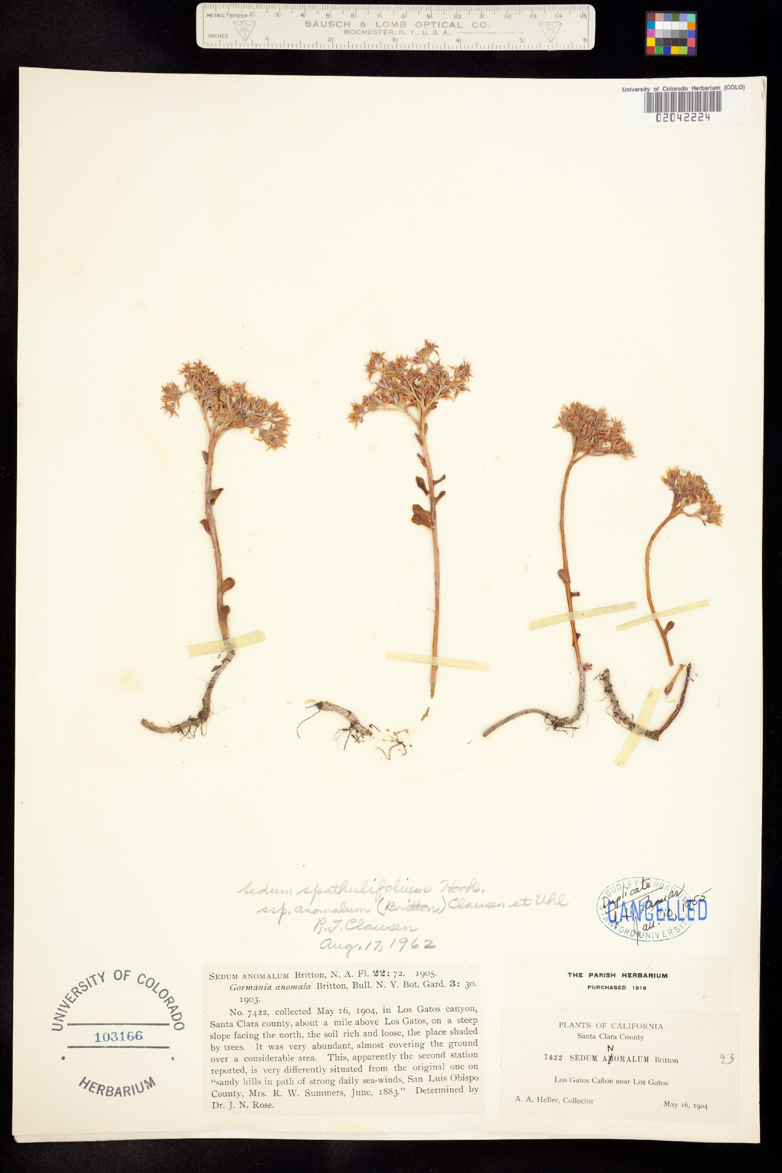 Sedum spathulifolium var. spathulifolium image