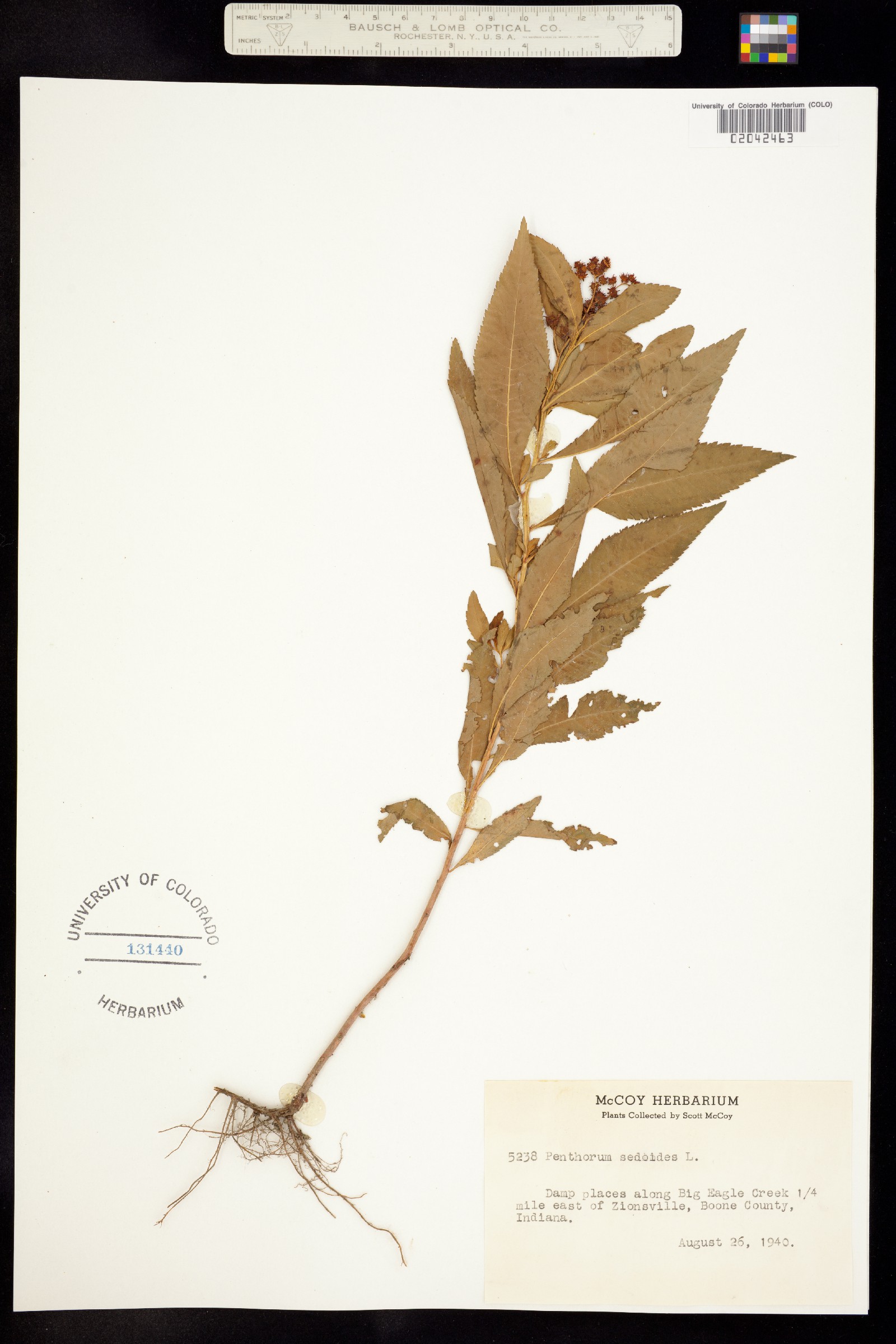 Penthoraceae image