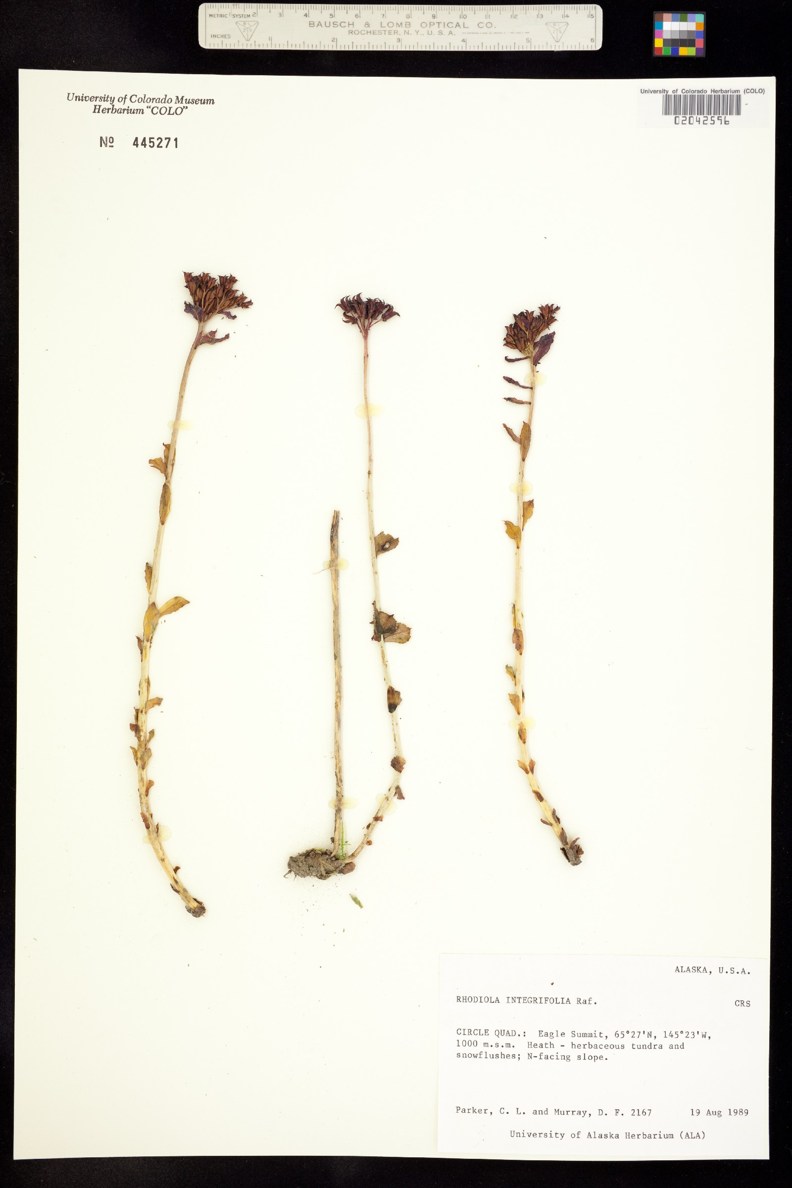Rhodiola integrifolia image