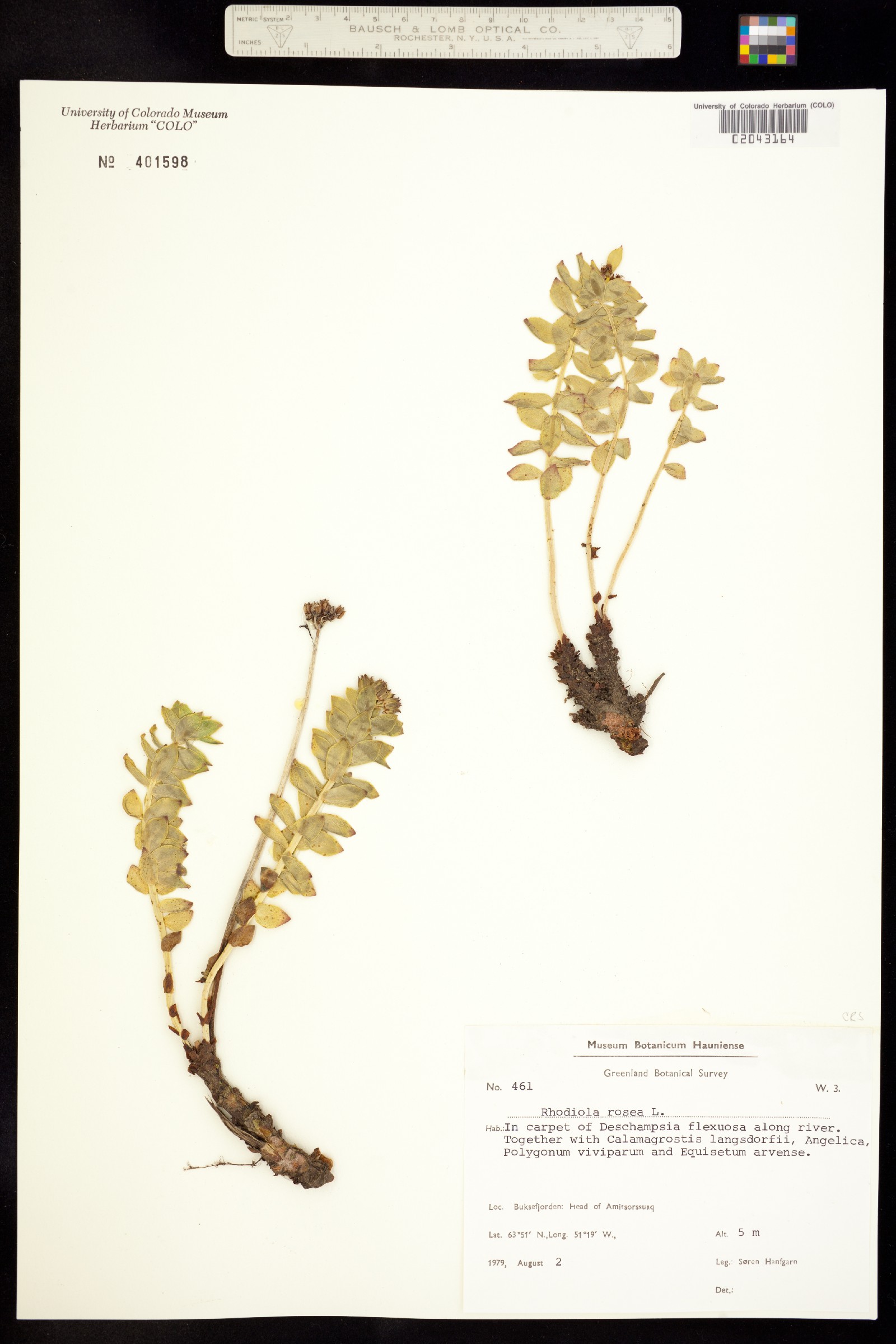 Rhodiola rosea image