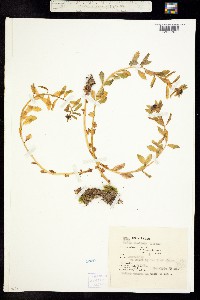 Rhodiola rosea image