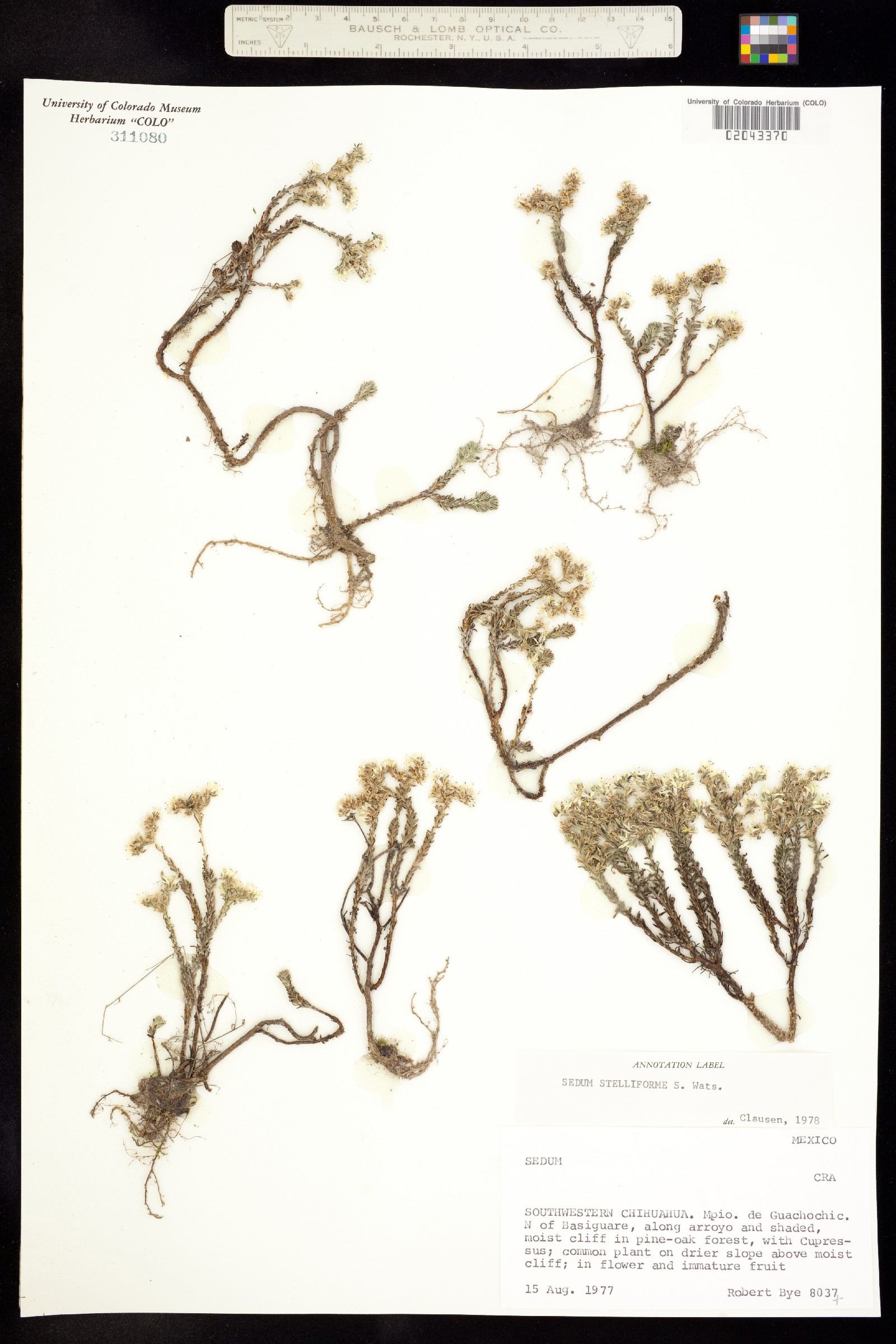 Sedum image