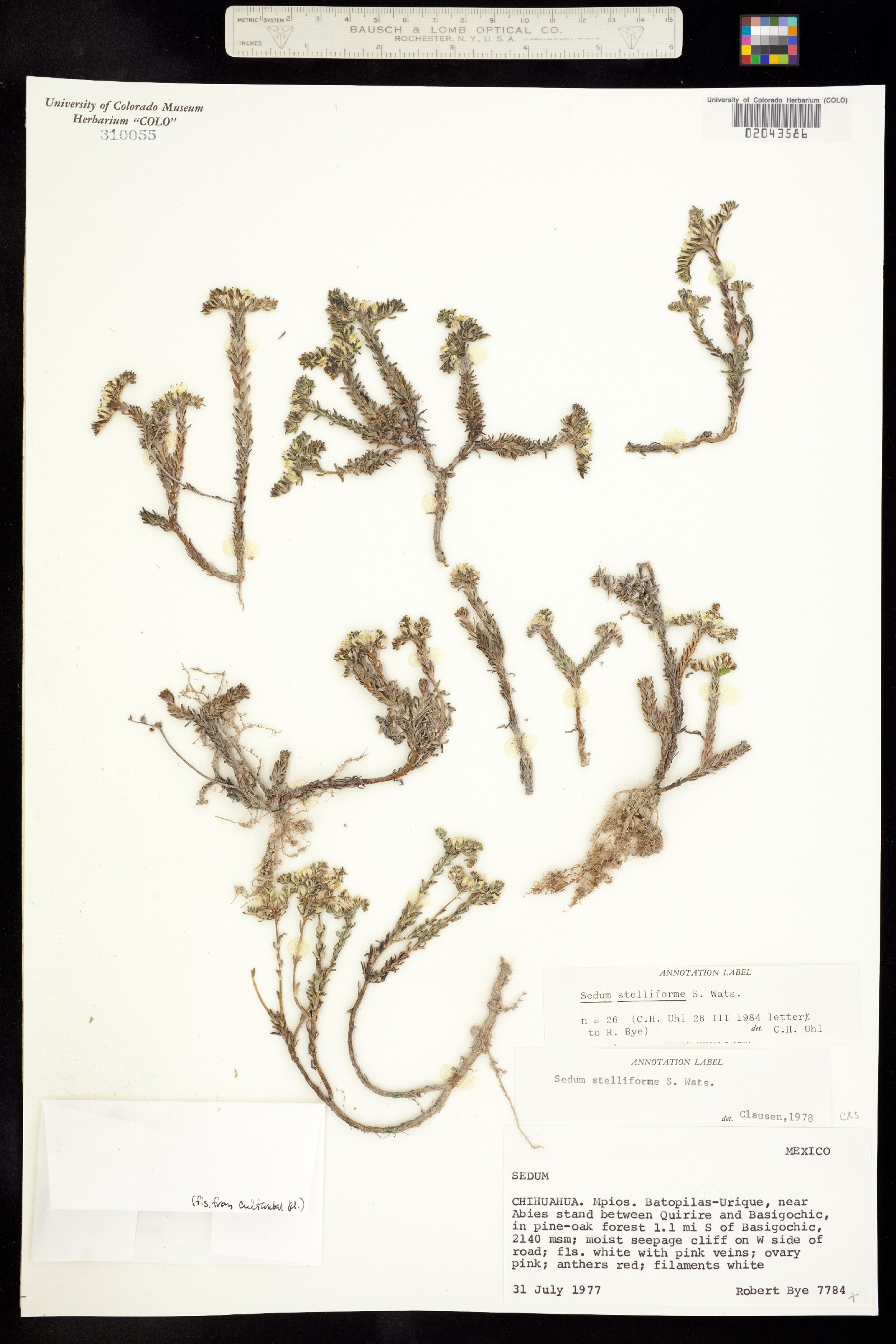 Sedum stelliforme image