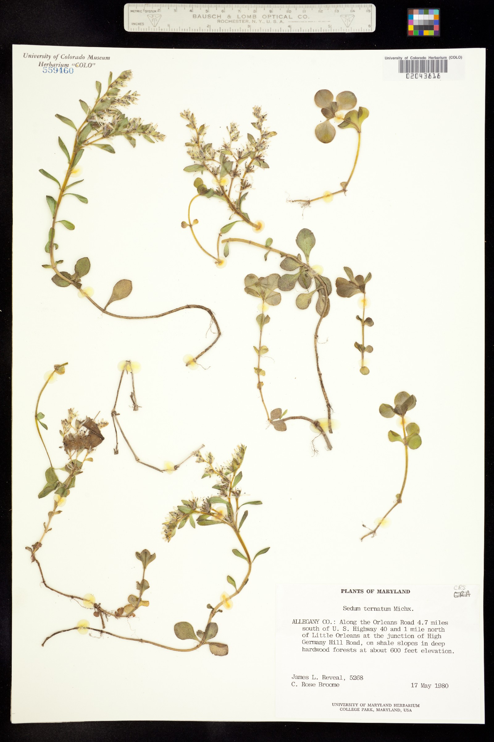 Sedum ternatum image