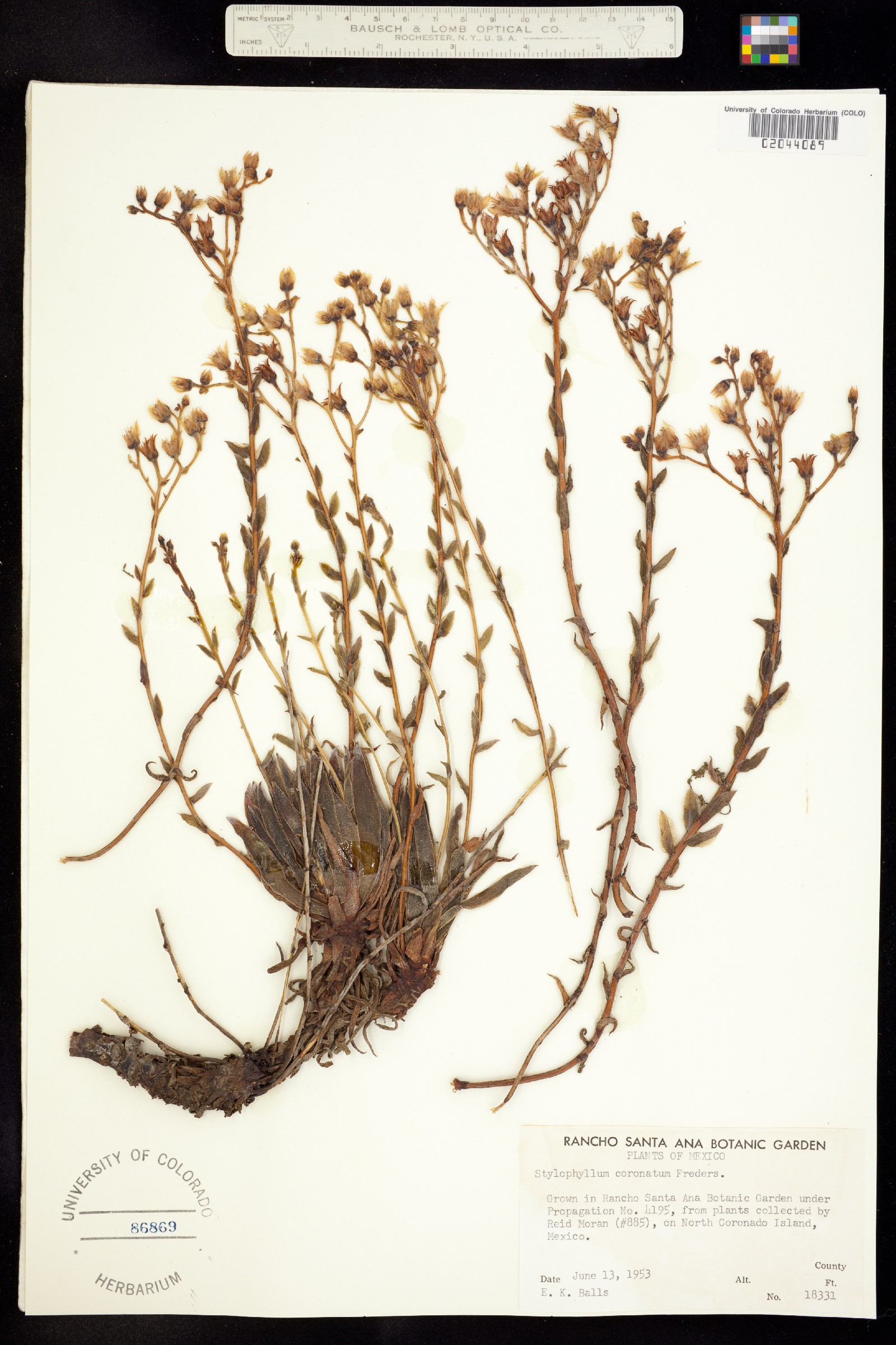 Dudleya anomala image