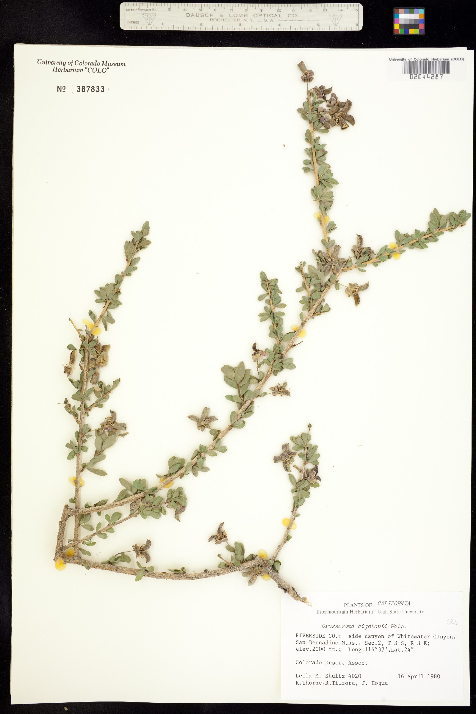 Crossosoma bigelovii image