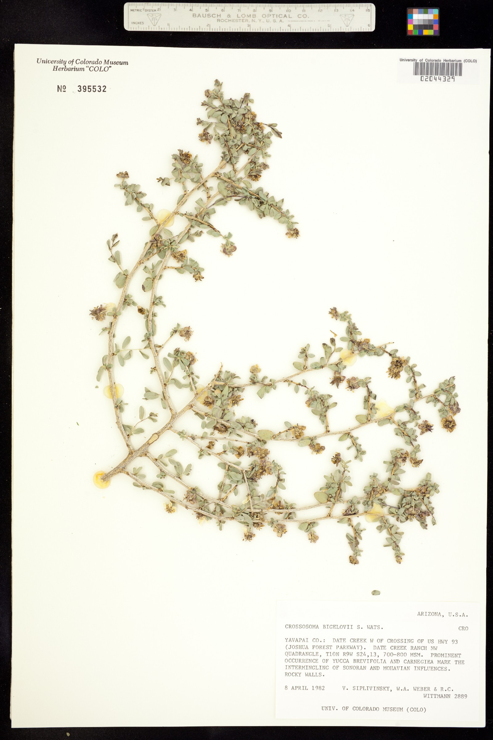 Crossosoma bigelovii image