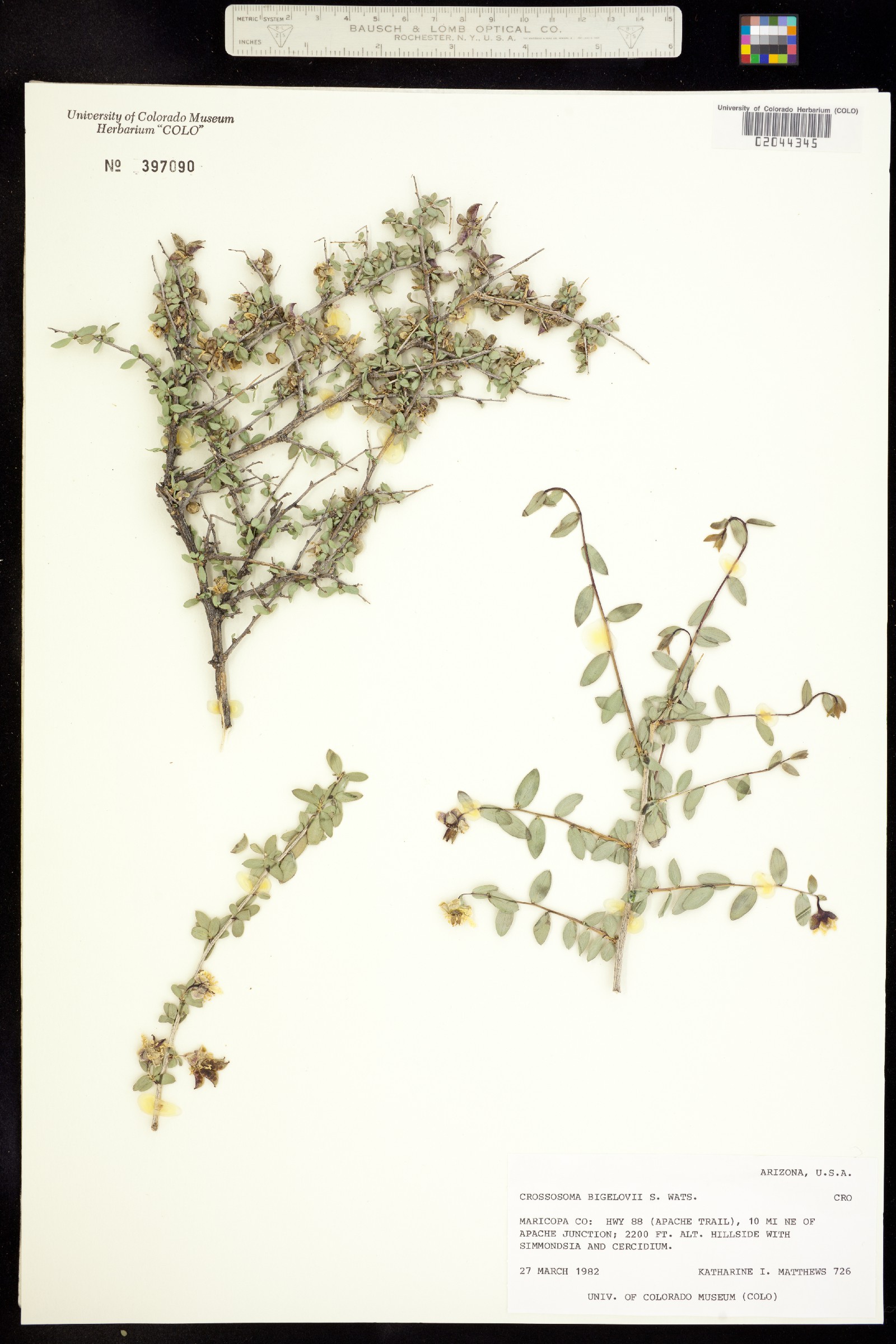 Crossosoma bigelovii image