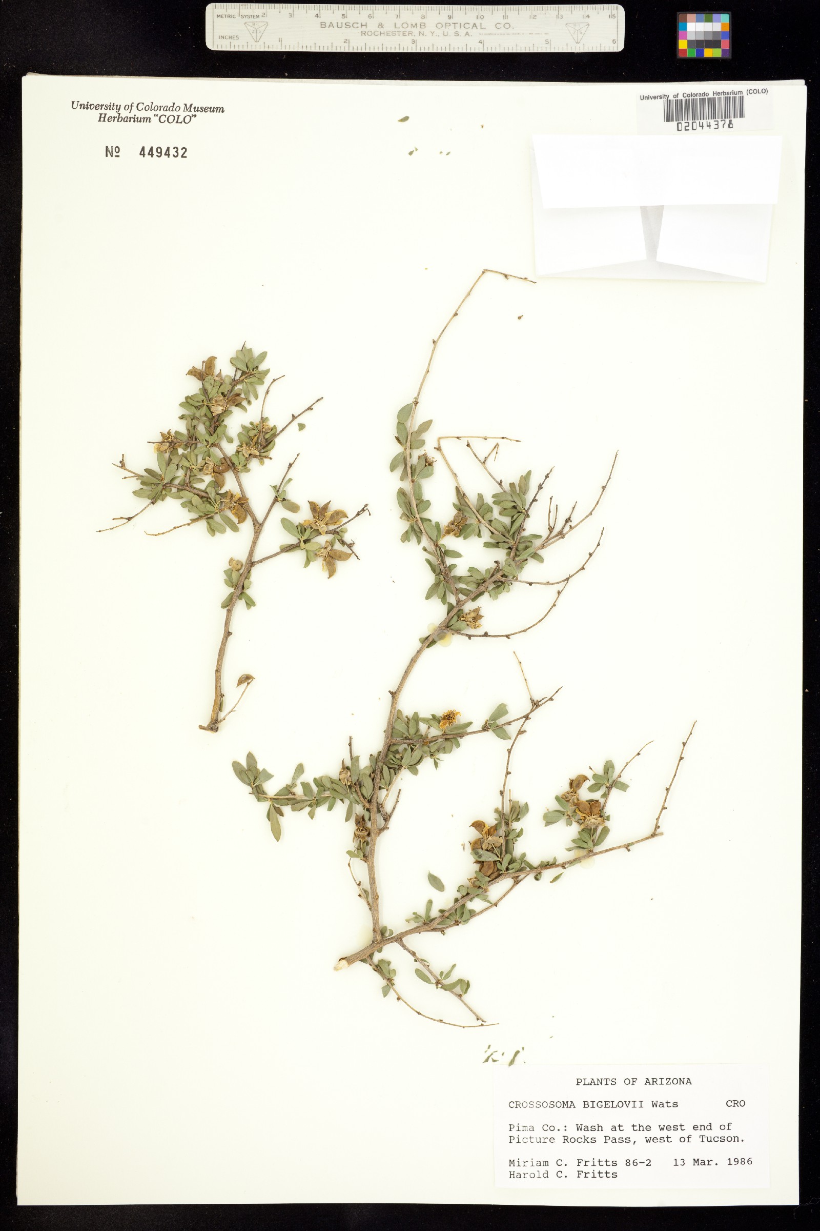 Crossosoma bigelovii image