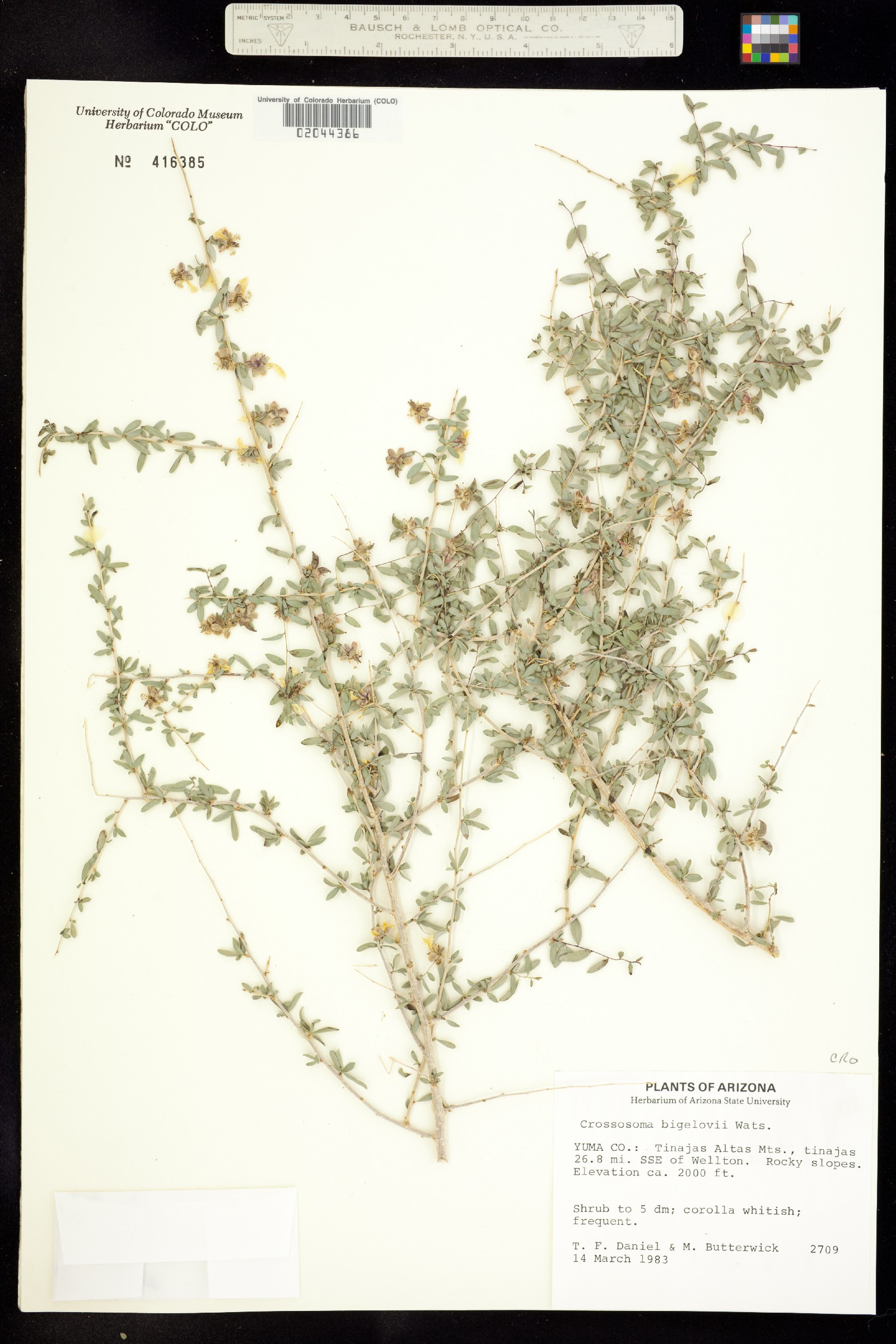 Crossosoma bigelovii image