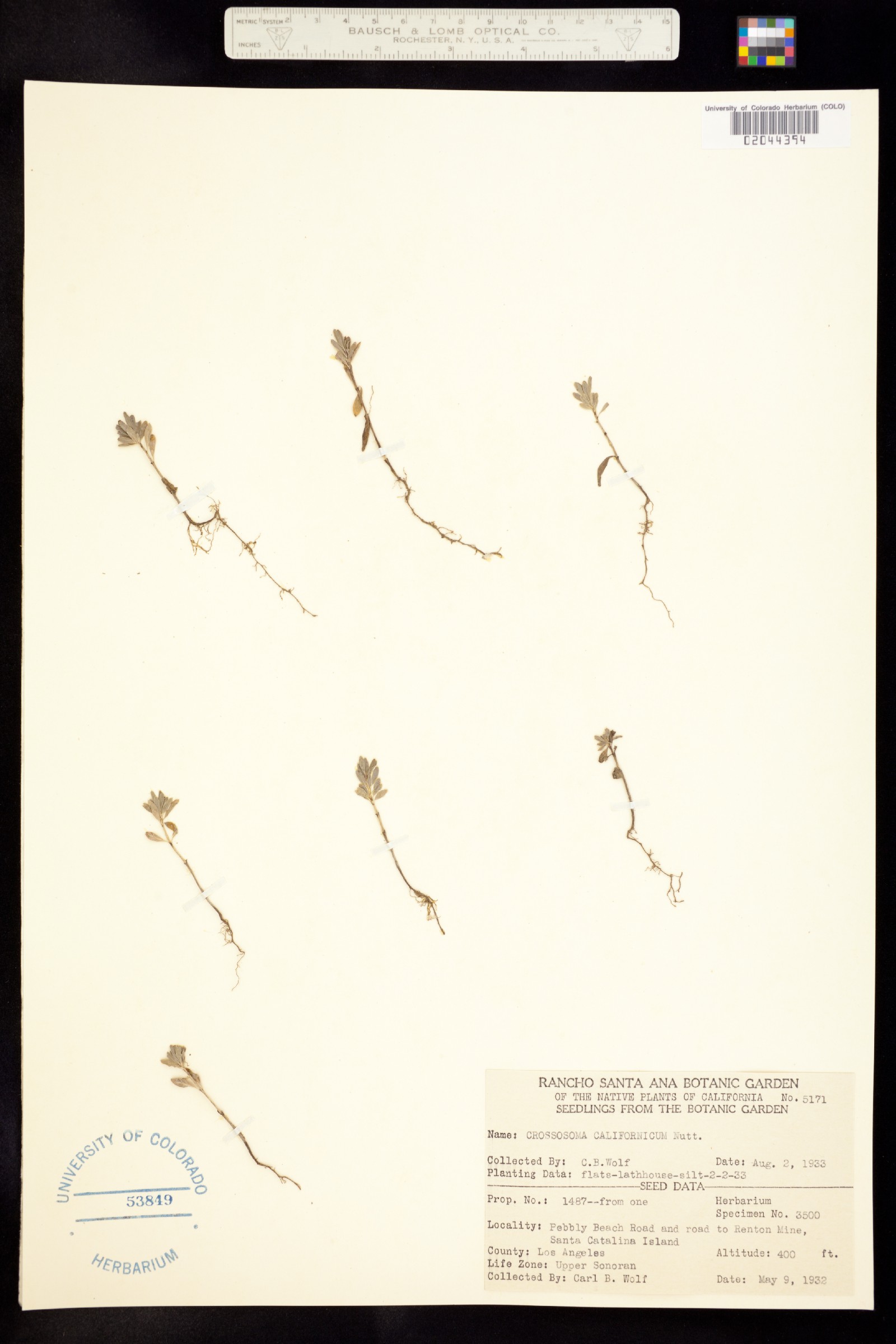 Crossosoma californicum image