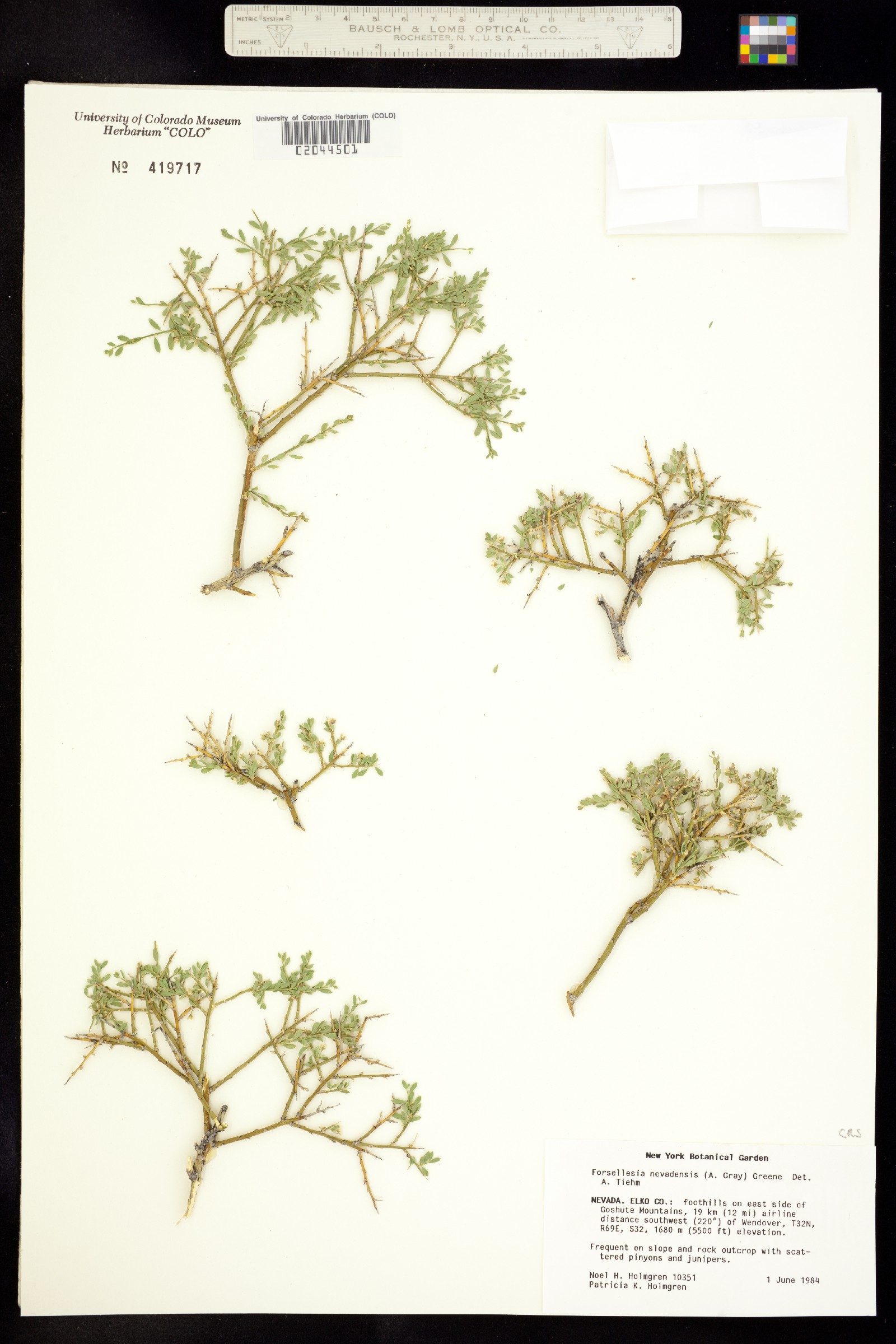 Glossopetalon spinescens var. aridum image