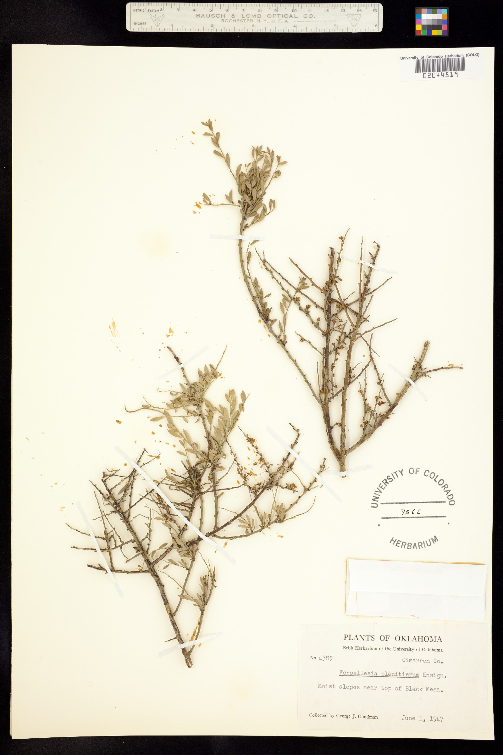 Glossopetalon spinescens var. planitierum image