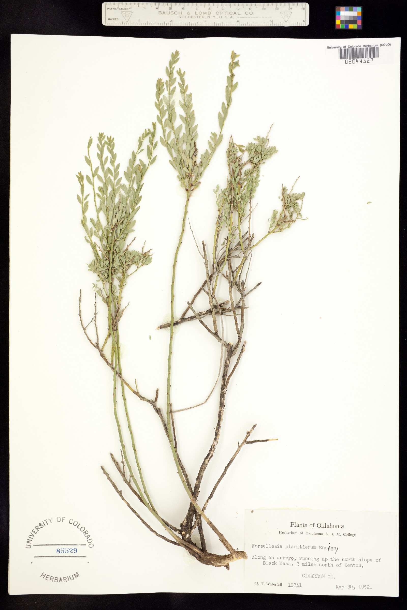 Glossopetalon spinescens image