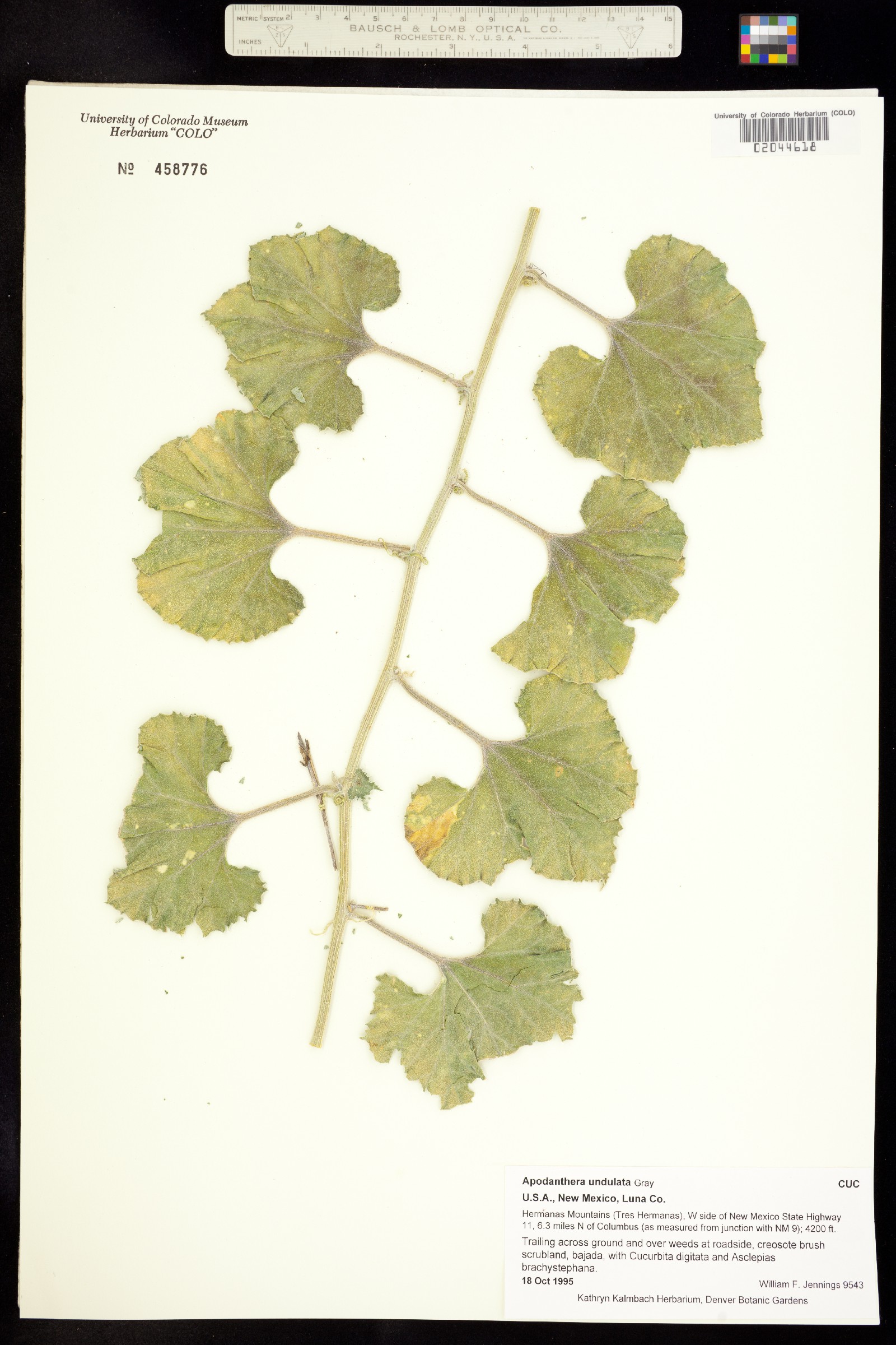 Apodanthera undulata image