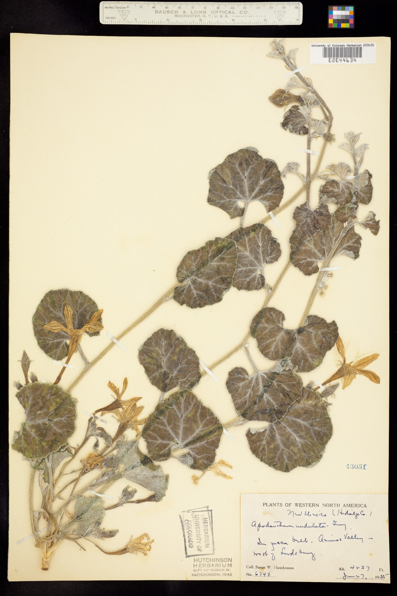 Apodanthera image