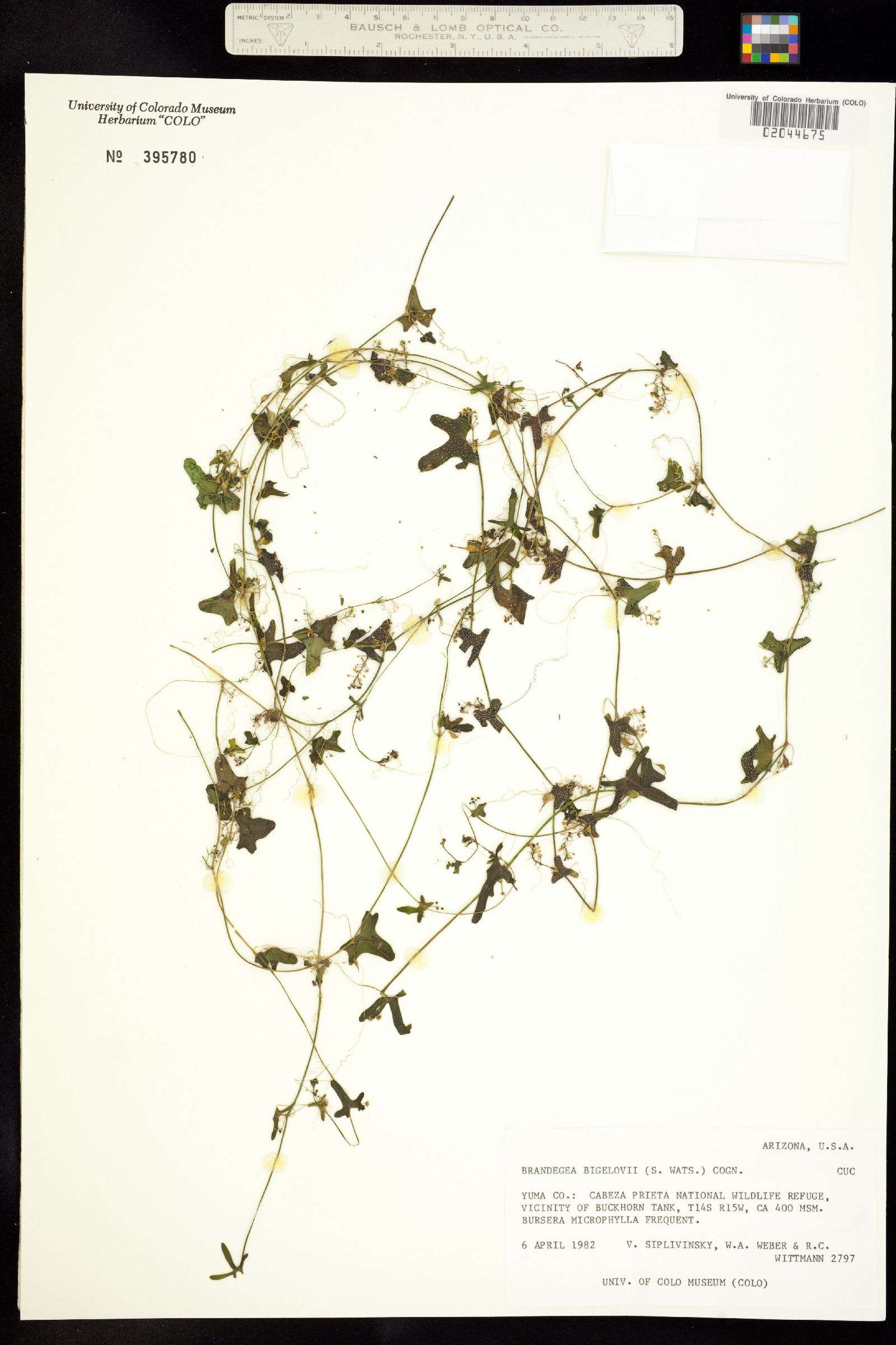 Brandegea bigelovii image