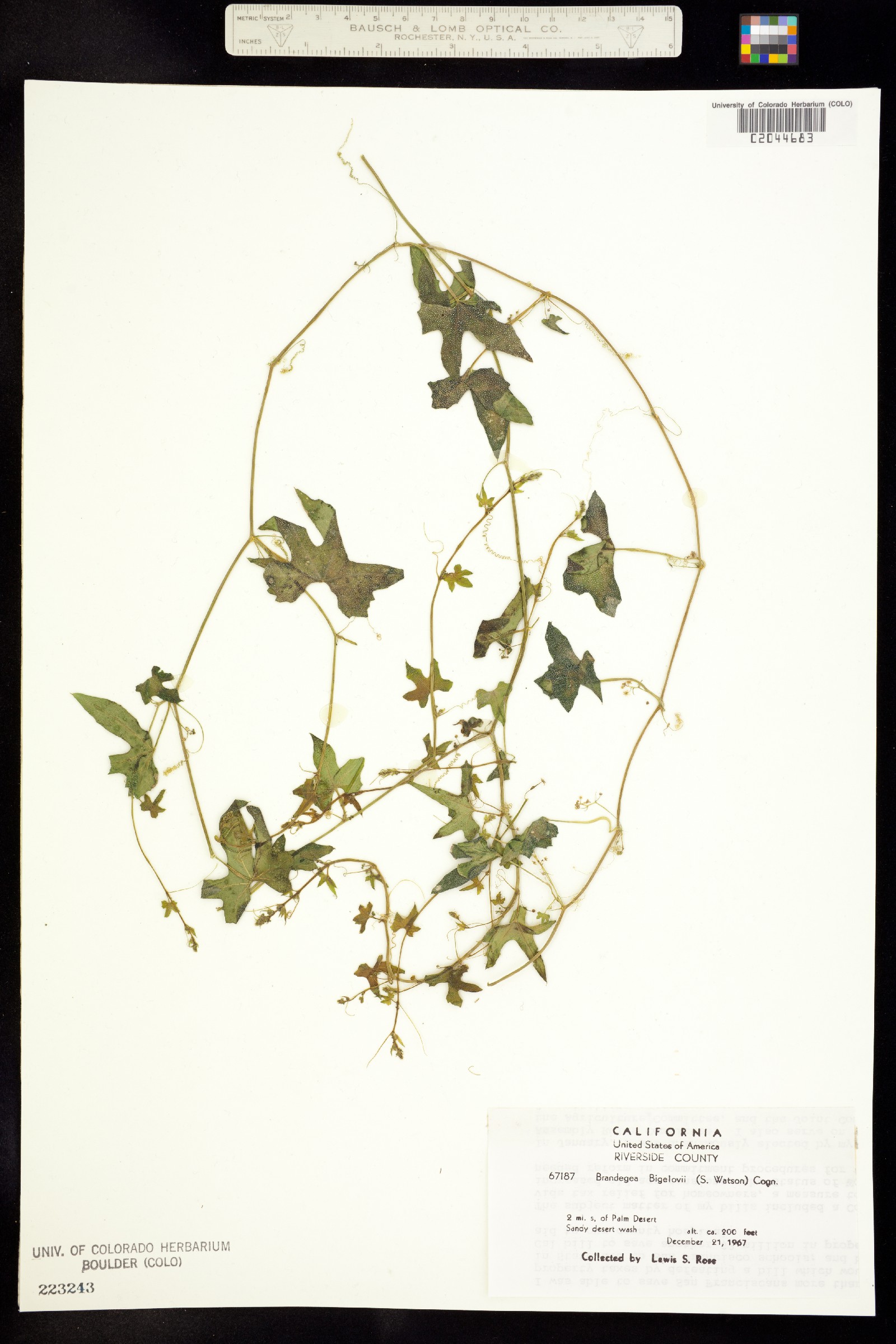 Brandegea bigelovii image