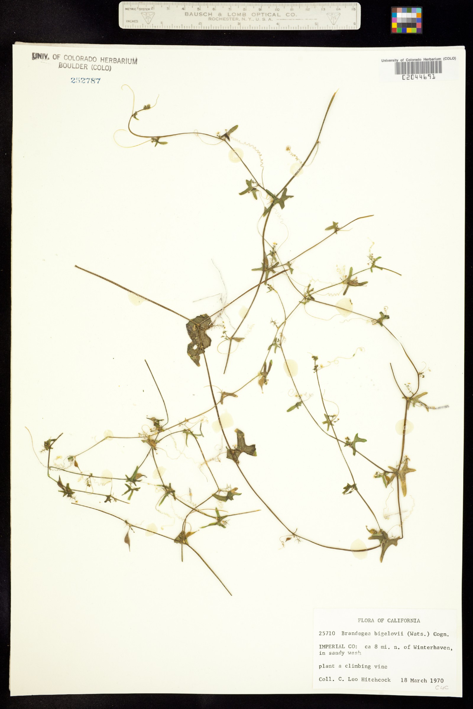 Brandegea bigelovii image