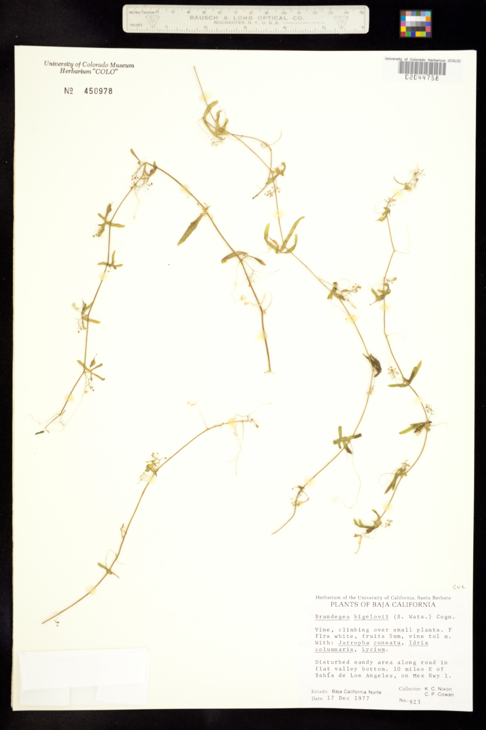 Brandegea bigelovii image