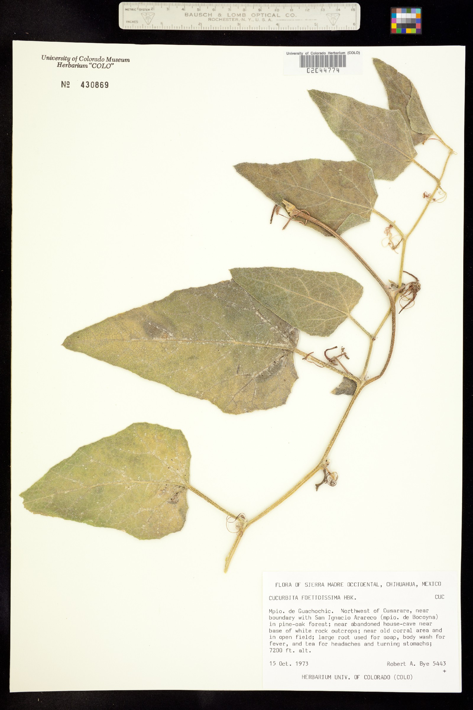 Cucurbita foetidissima image