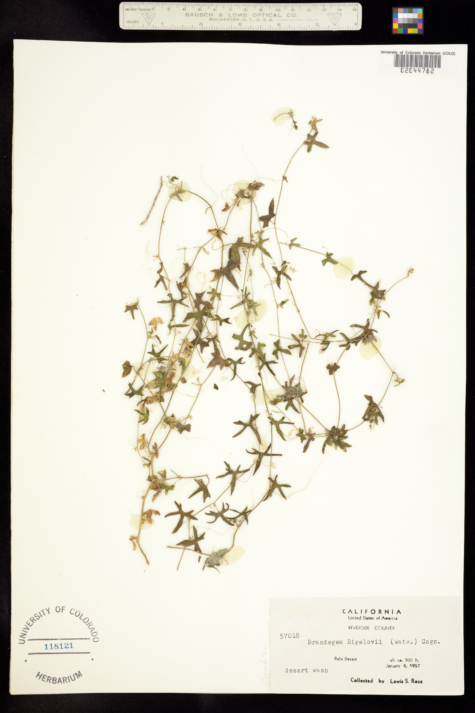 Brandegea bigelovii image
