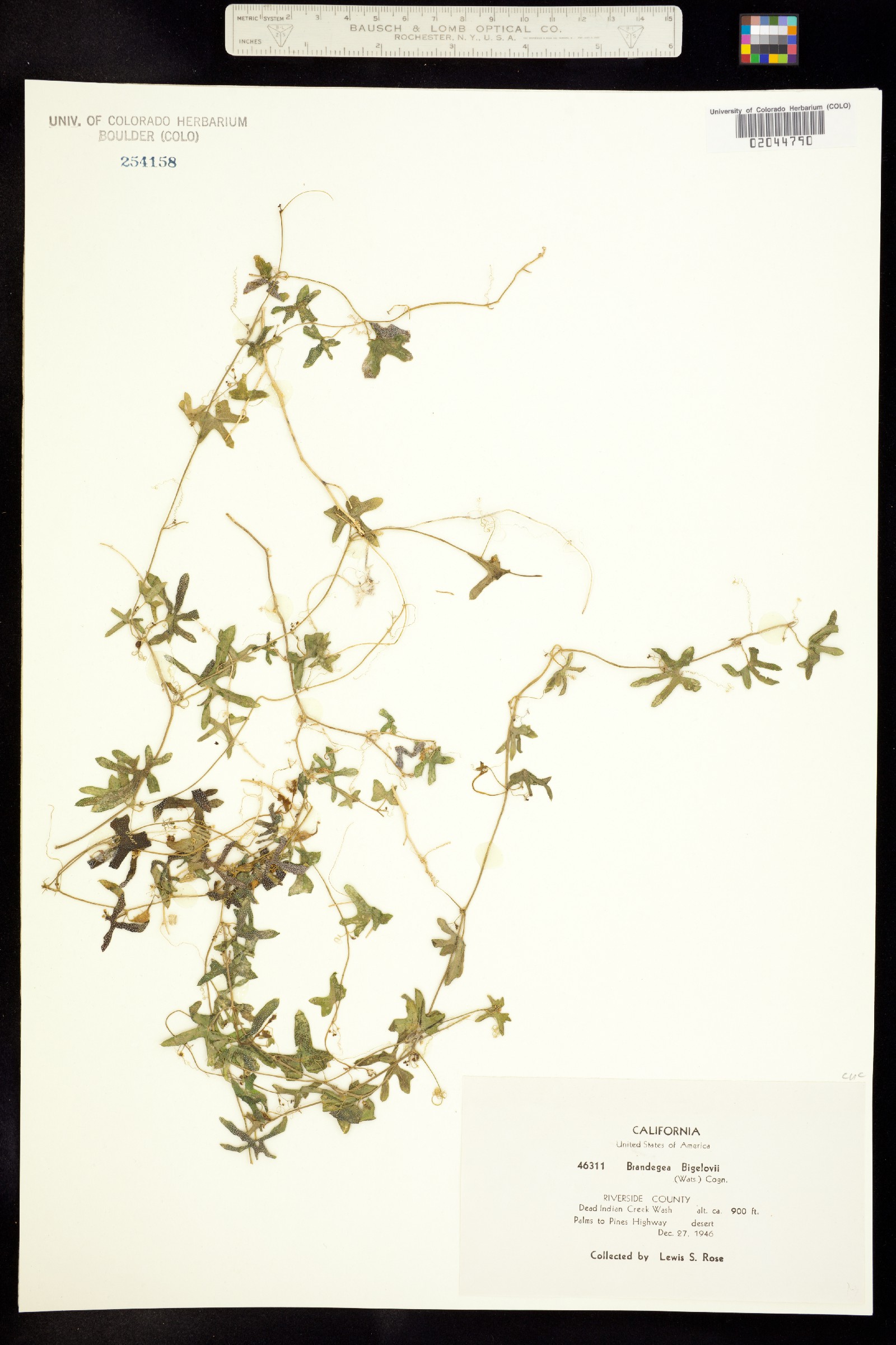 Brandegea bigelovii image