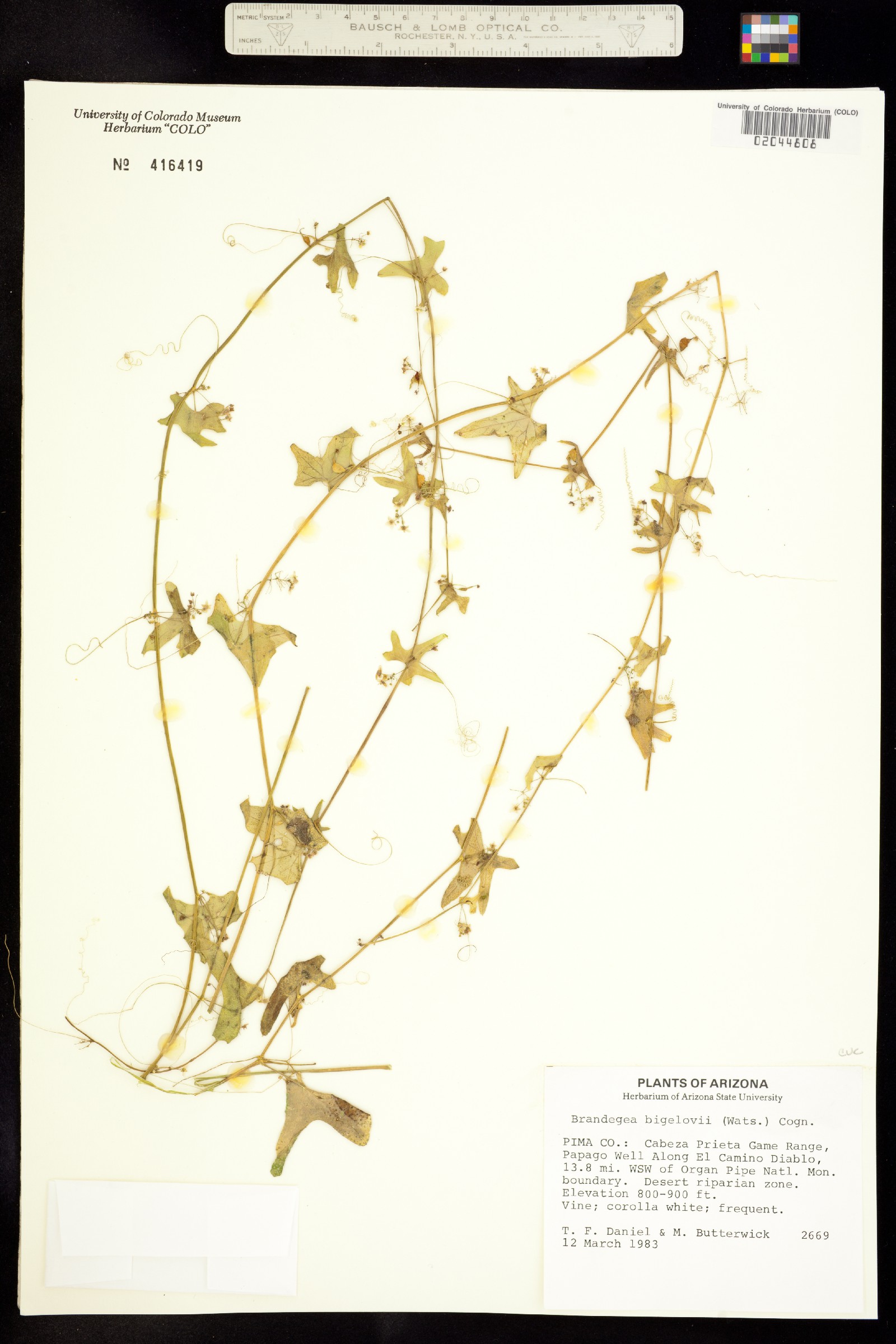 Brandegea bigelovii image