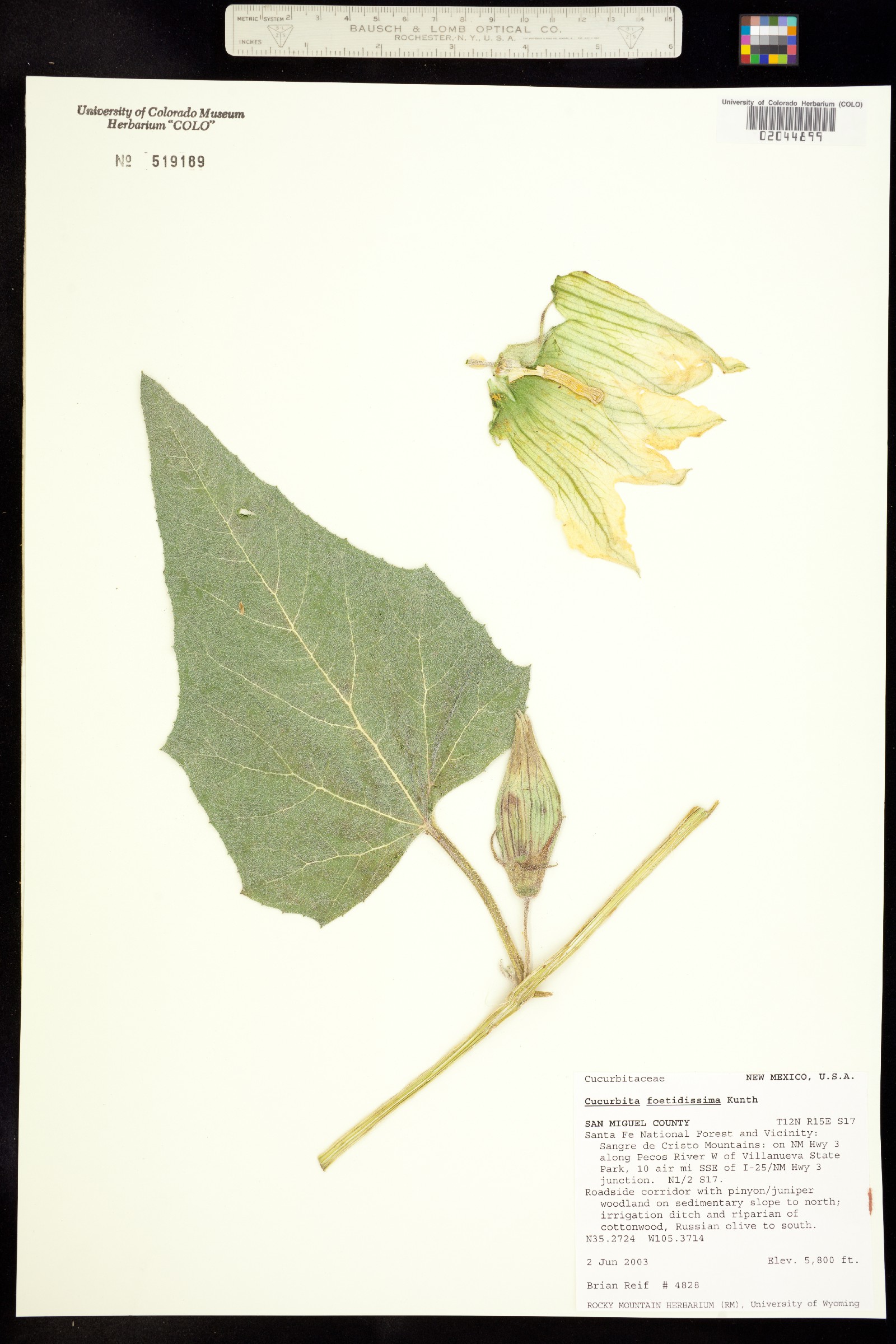 Cucurbita foetidissima image