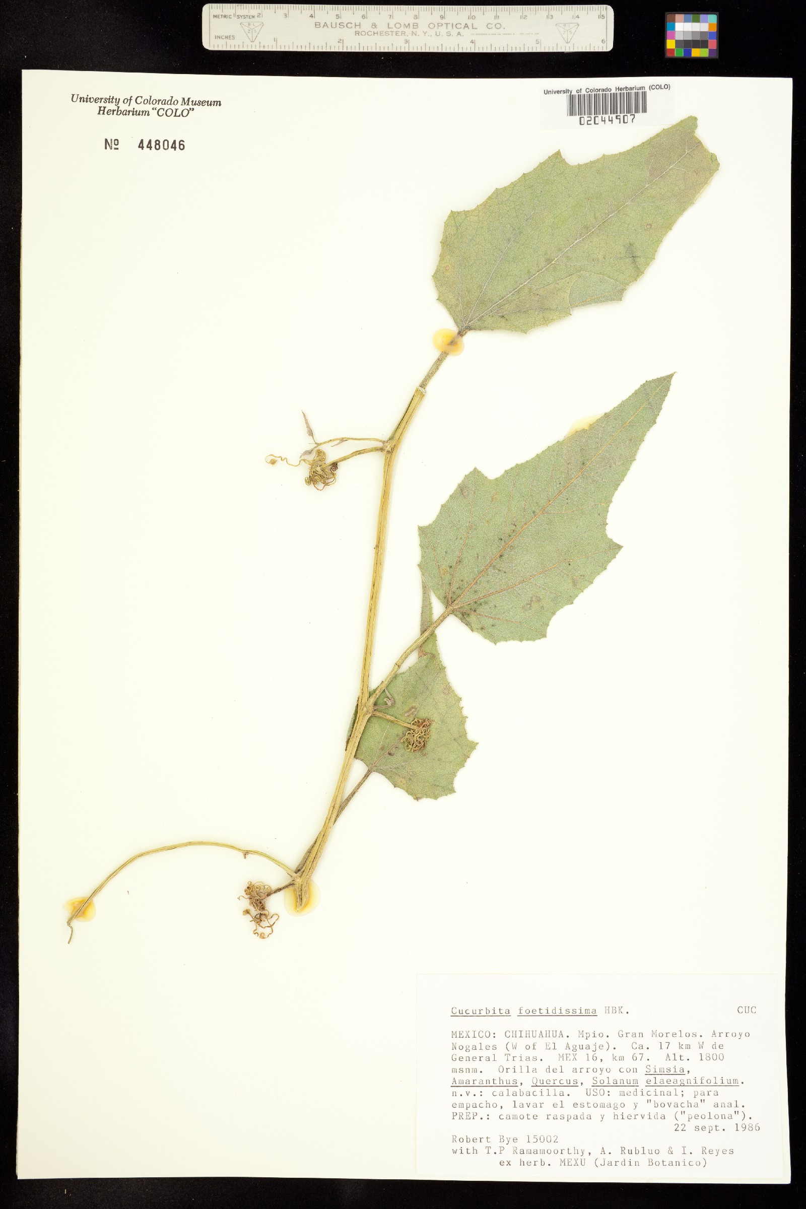Cucurbita foetidissima image