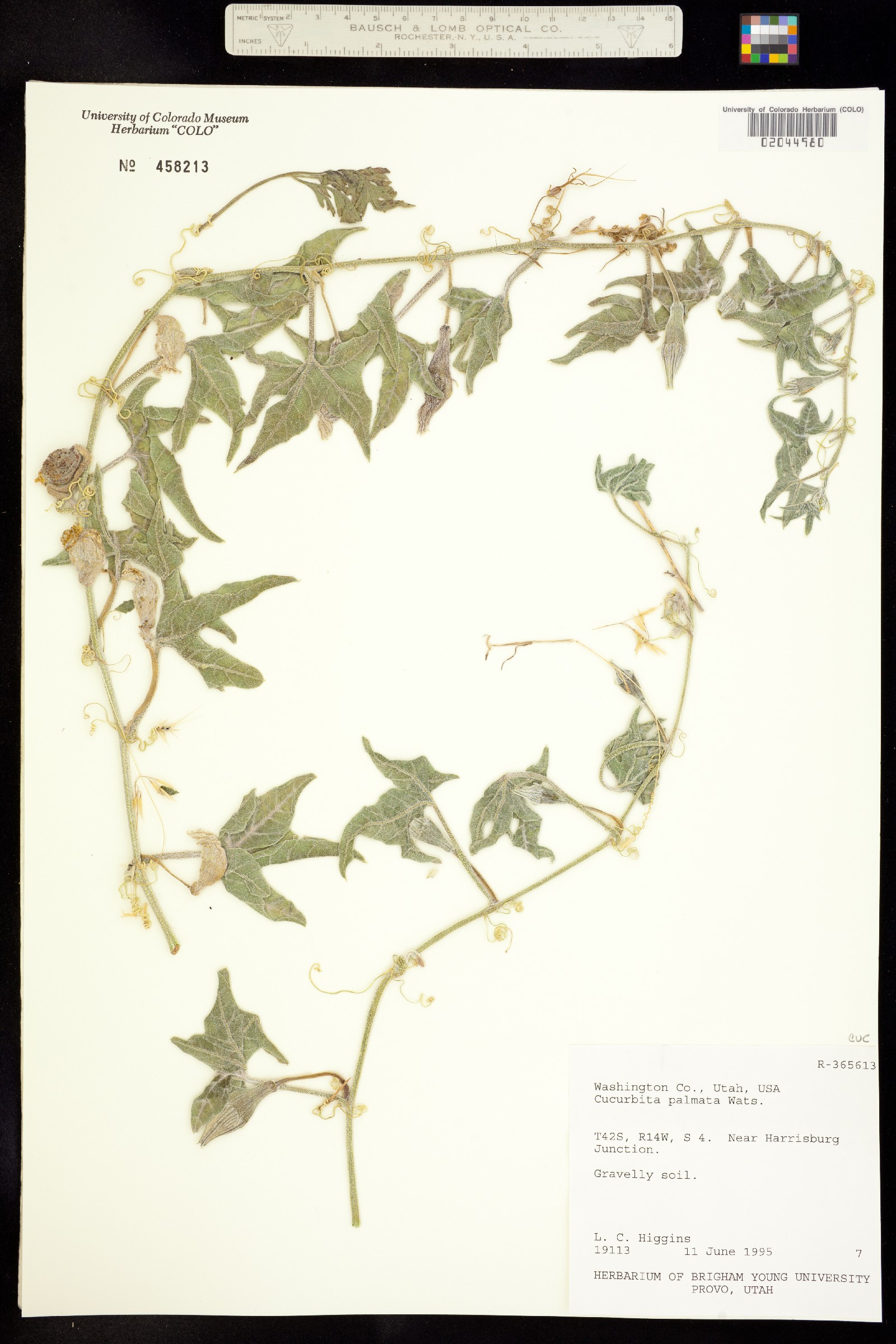 Cucurbita palmata image