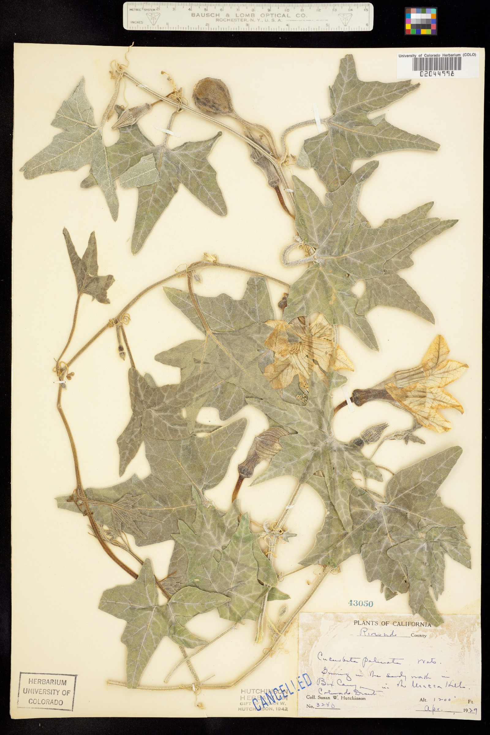 Cucurbita palmata image