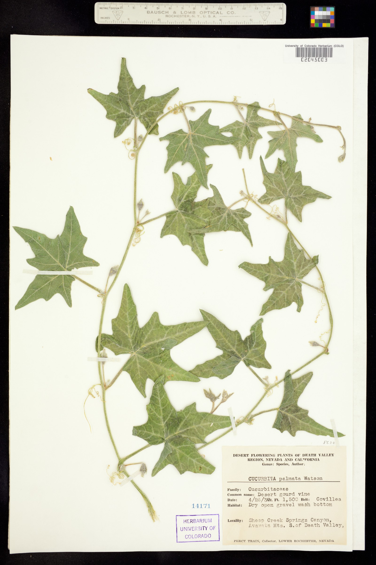 Cucurbita palmata image