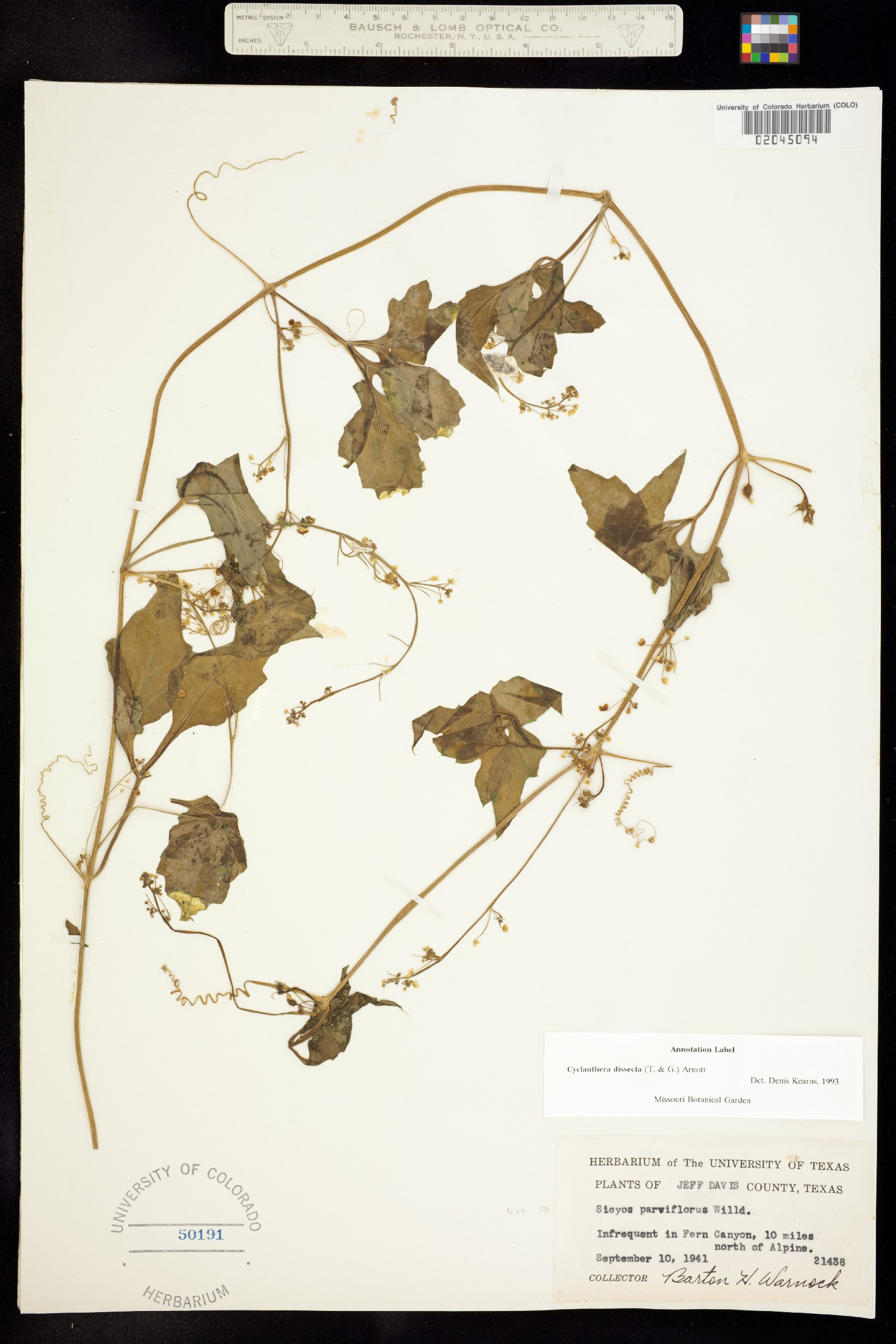 Cyclanthera dissecta image