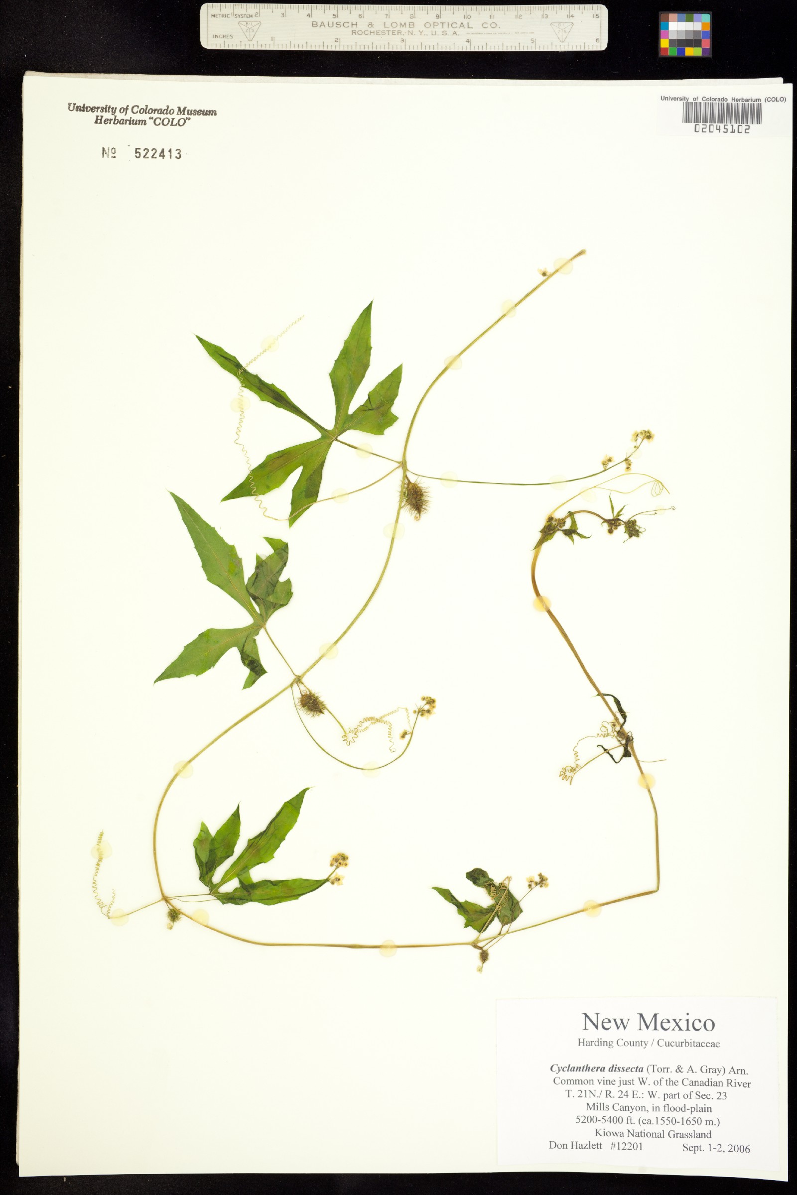 Cyclanthera image