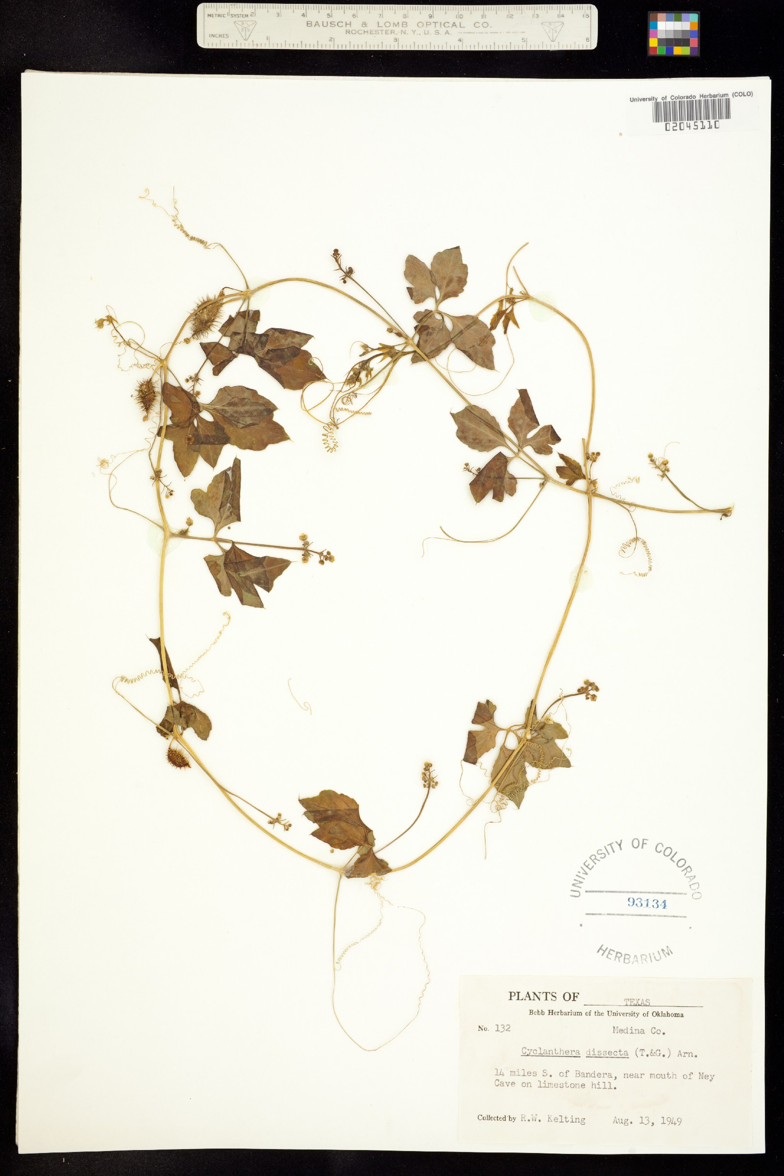Cyclanthera dissecta image