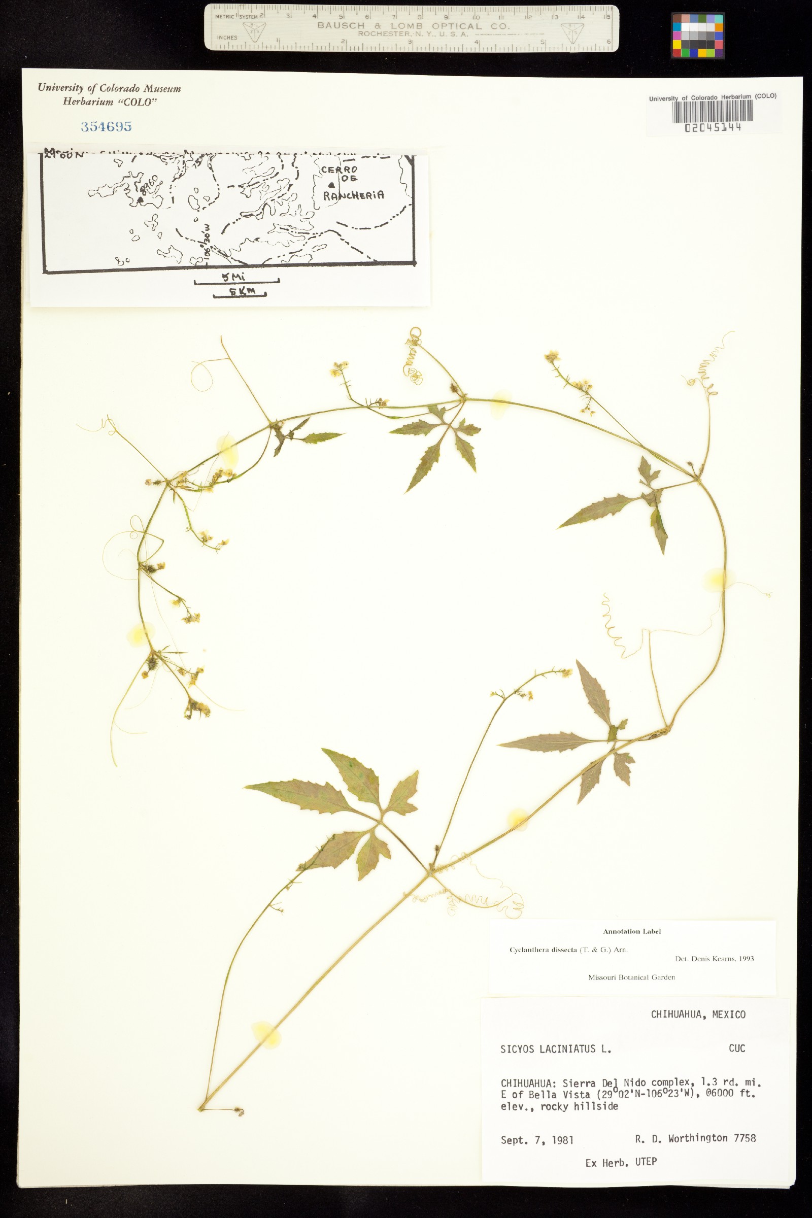 Cyclanthera image