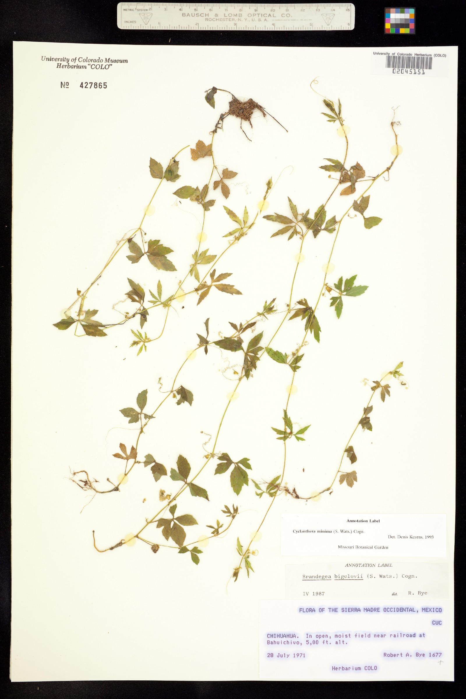 Cyclanthera minima image