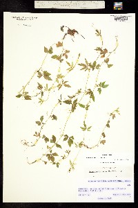 Cyclanthera minima image