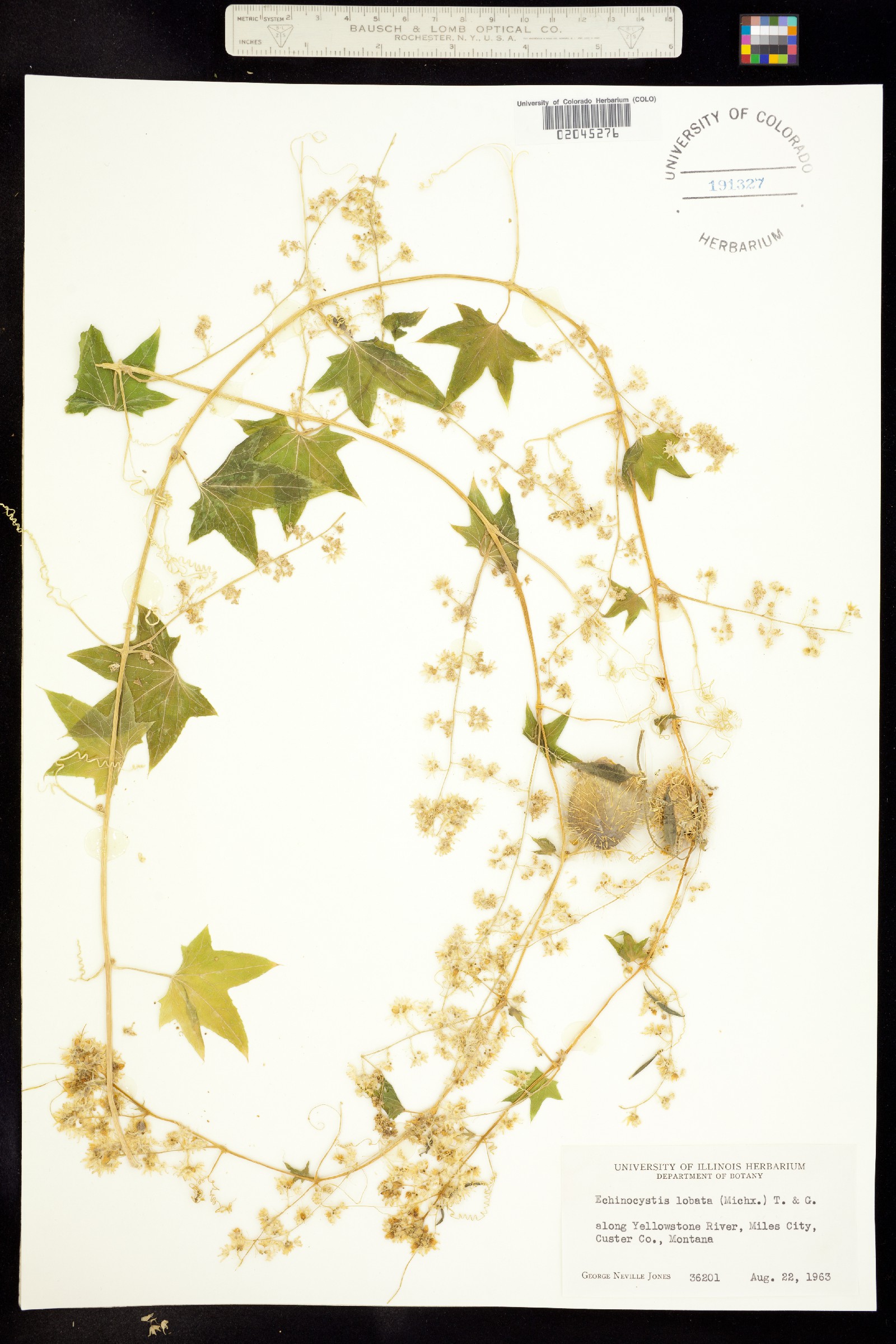 Echinocystis lobata image