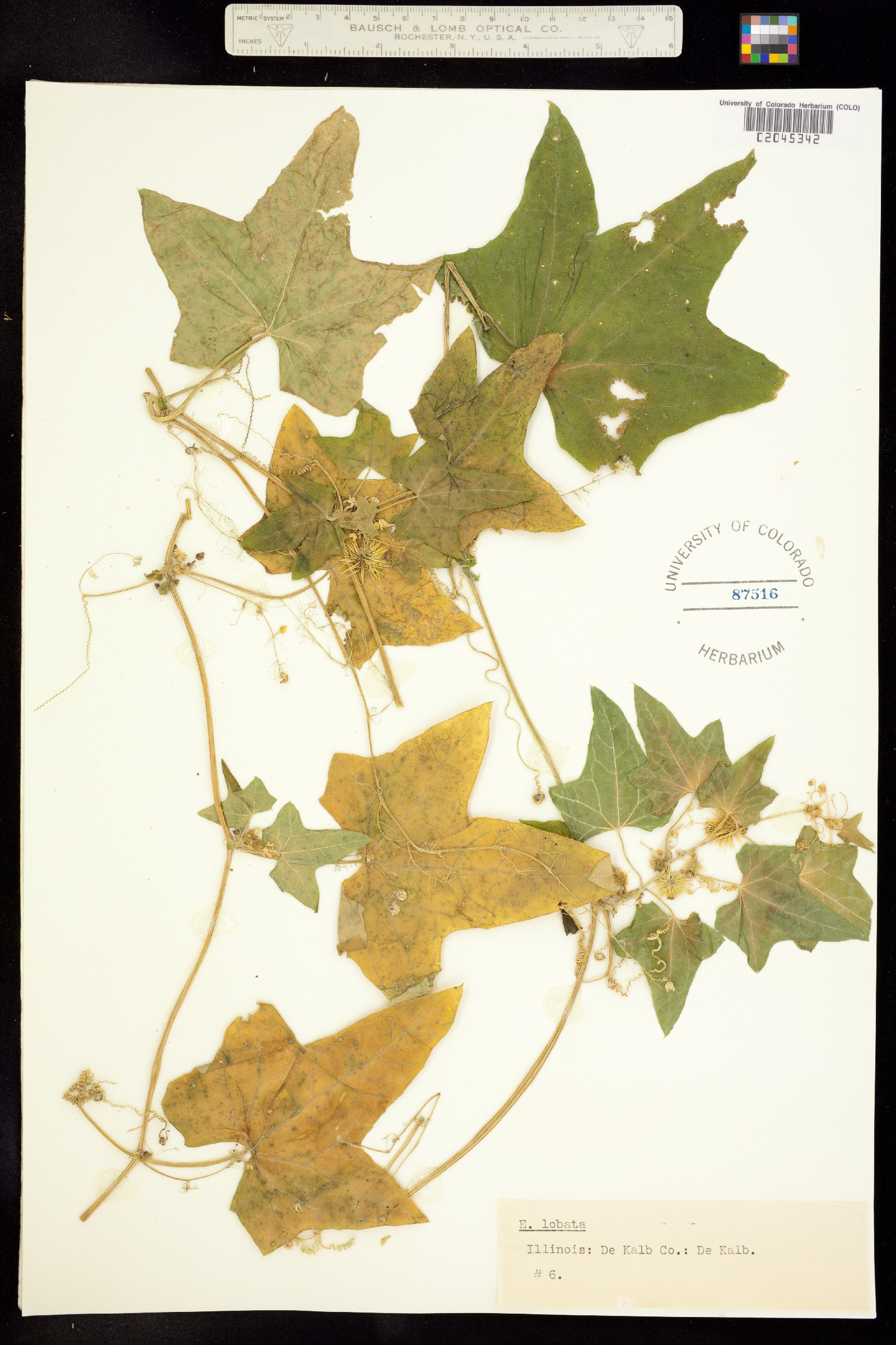 Echinocystis lobata image