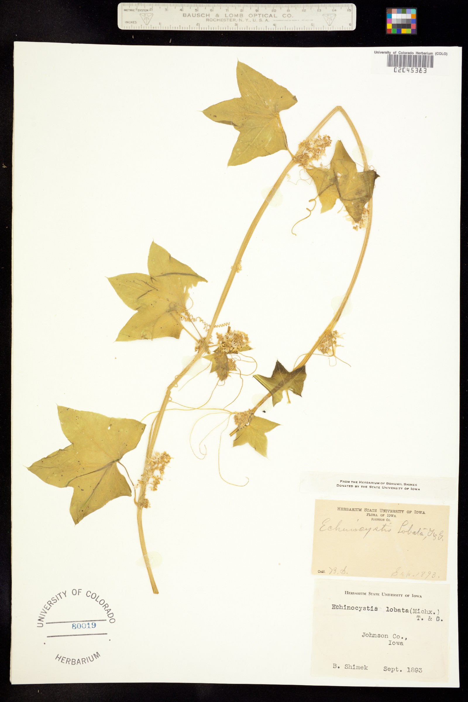 Echinocystis lobata image