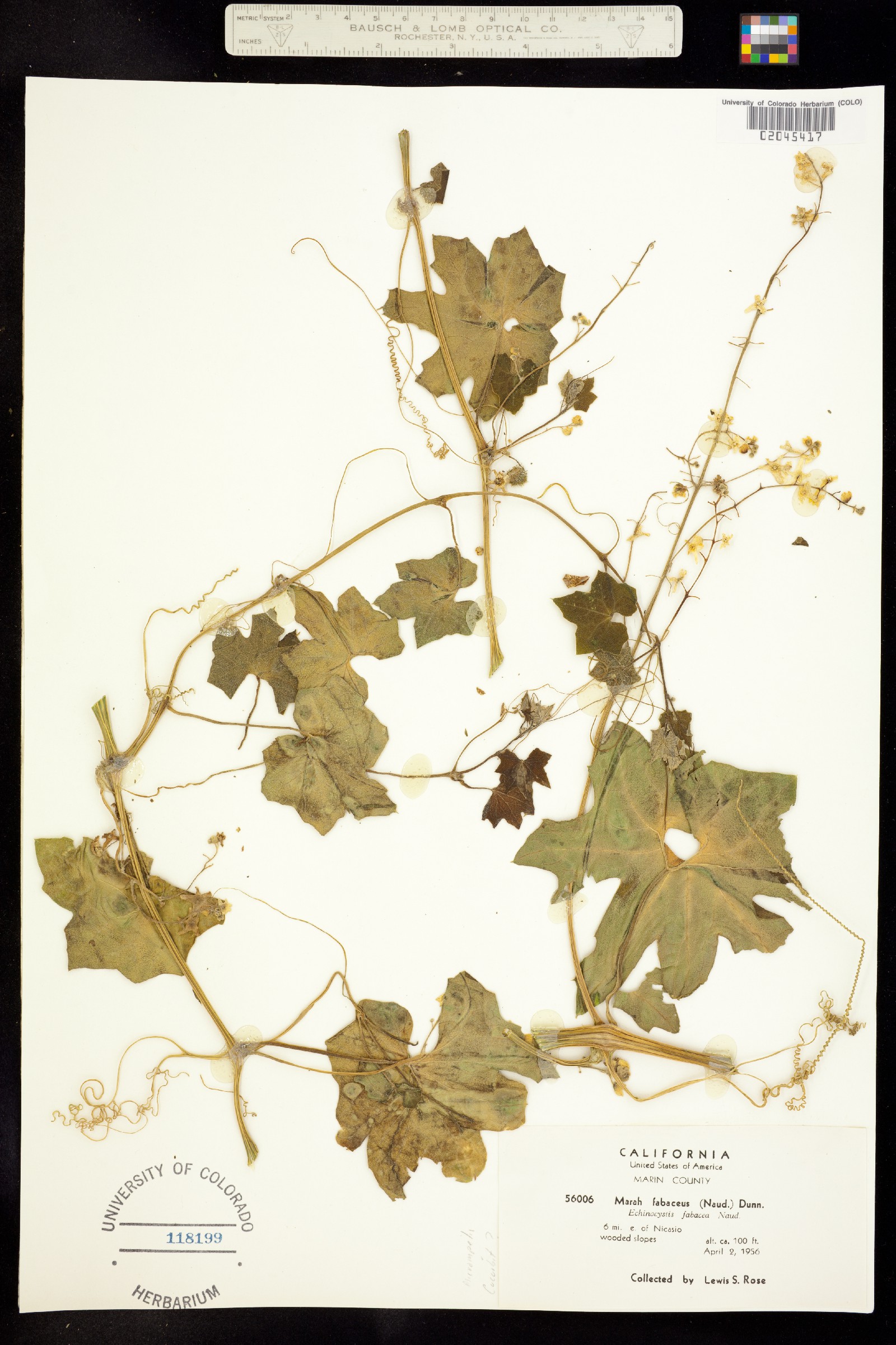 Marah fabaceus image