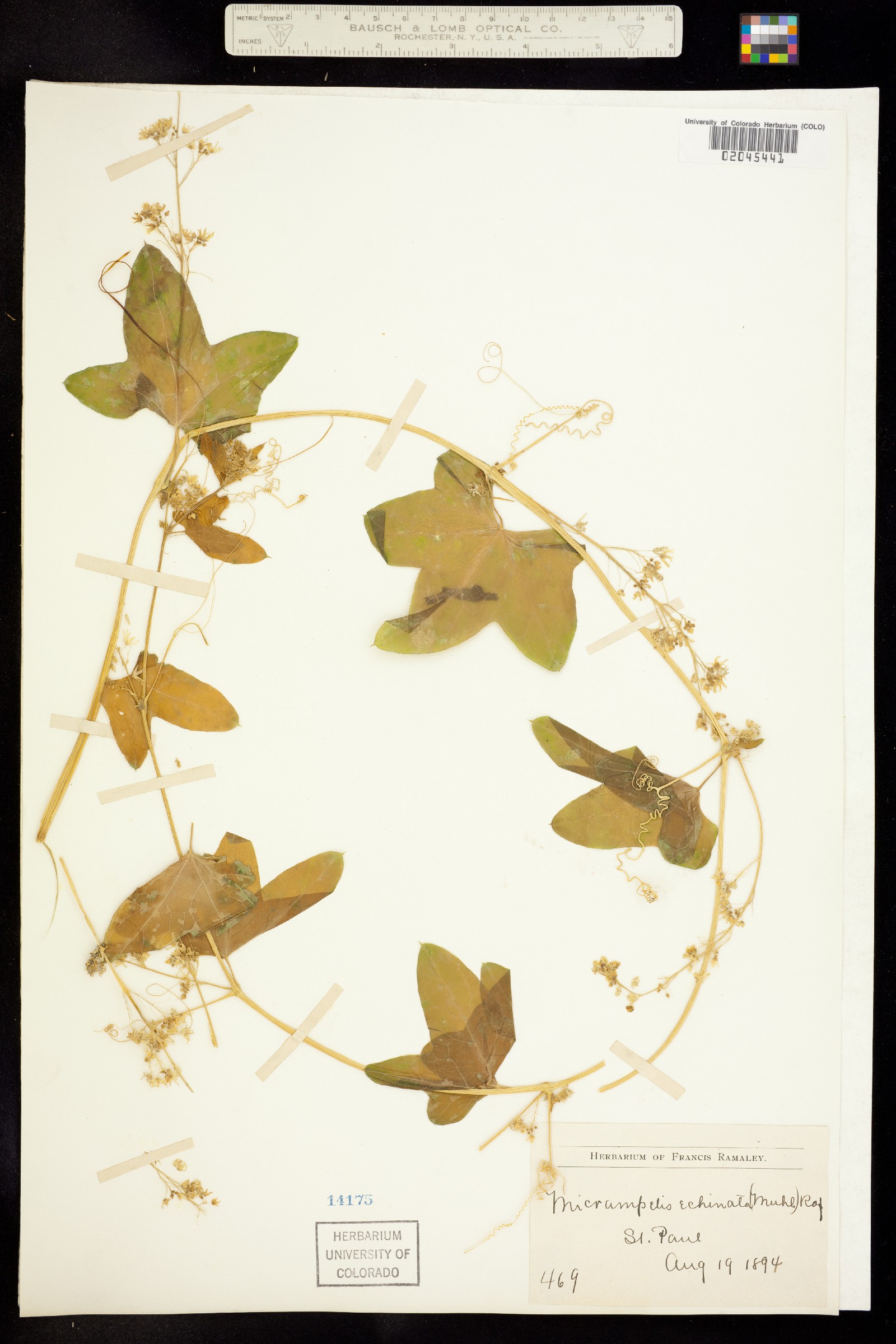 Echinocystis lobata image