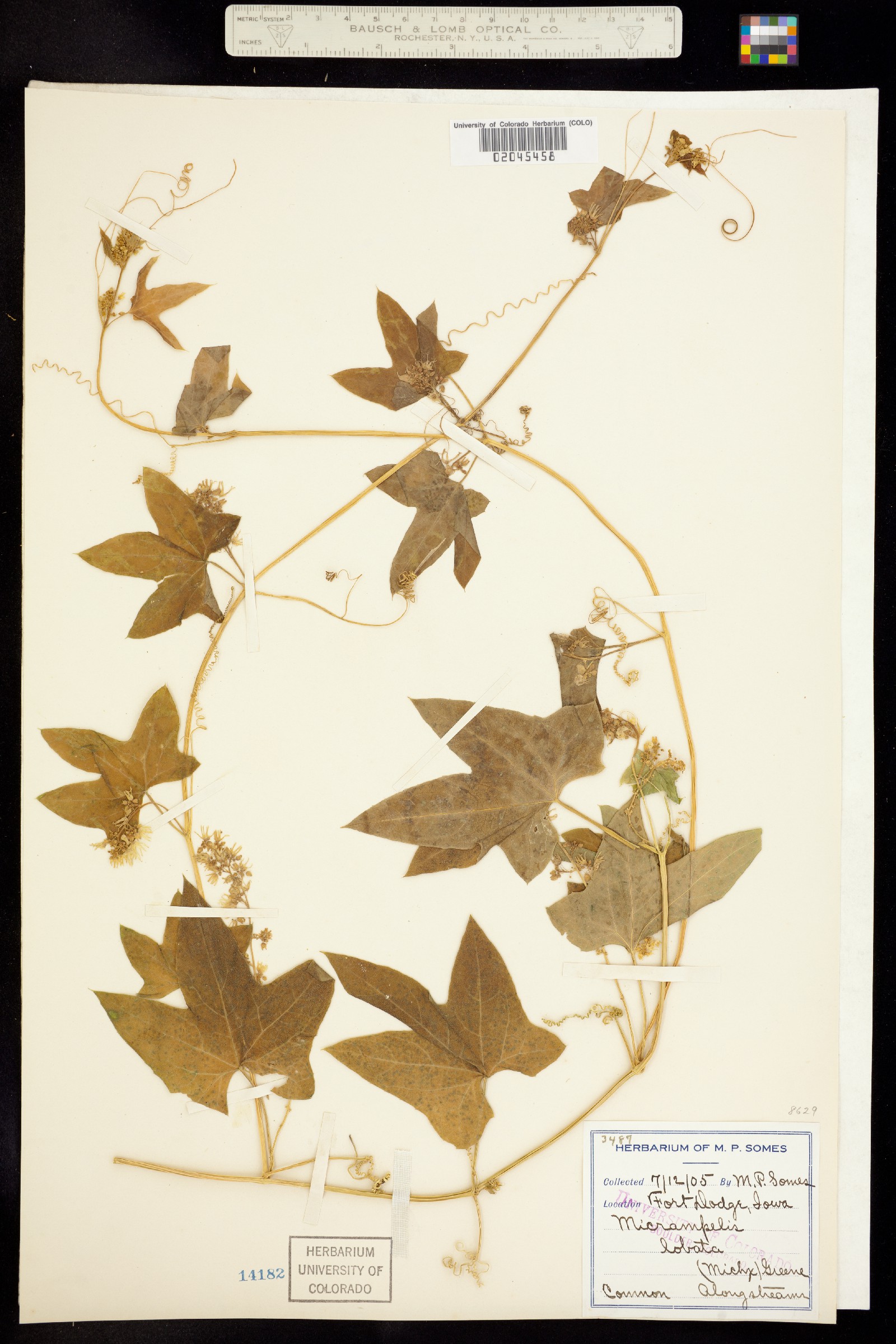 Echinocystis lobata image