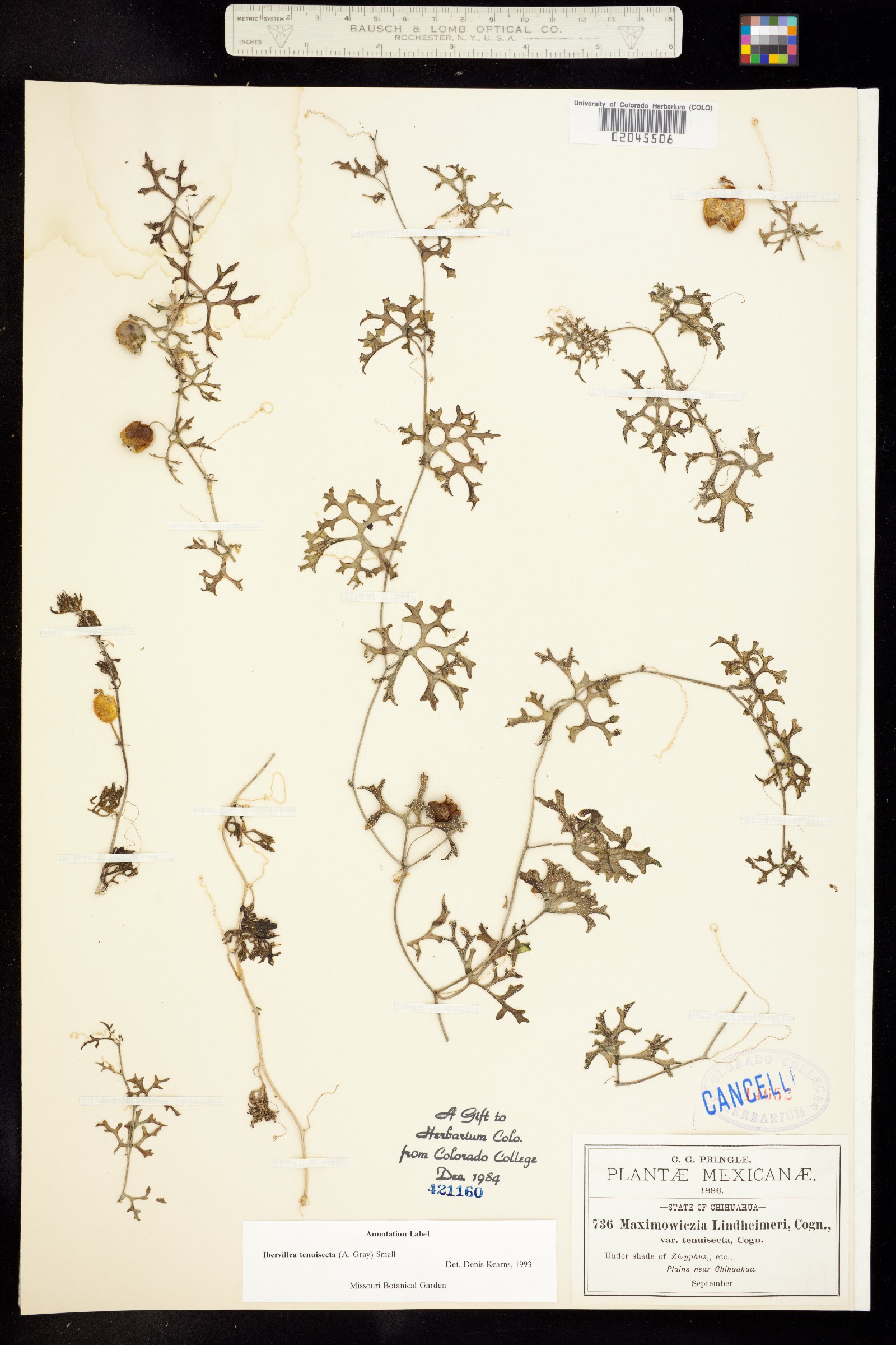 Ibervillea tenuisecta image