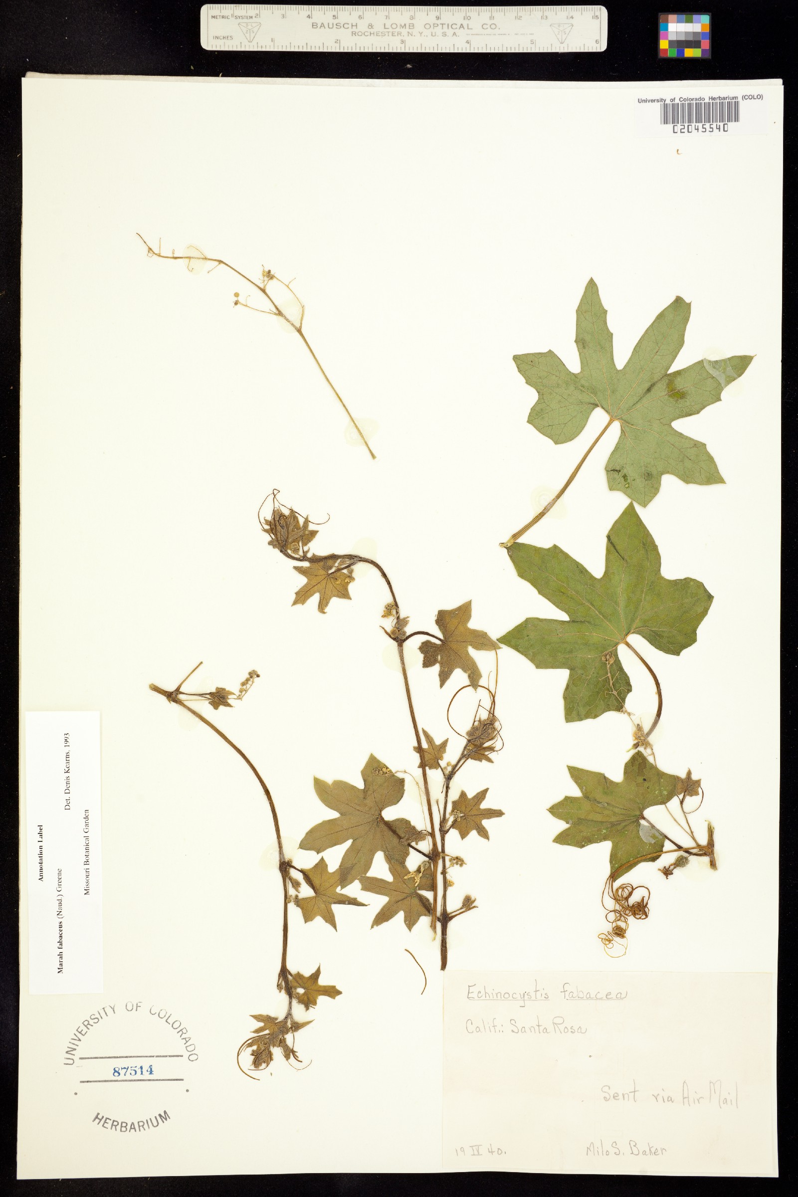 Marah fabacea image
