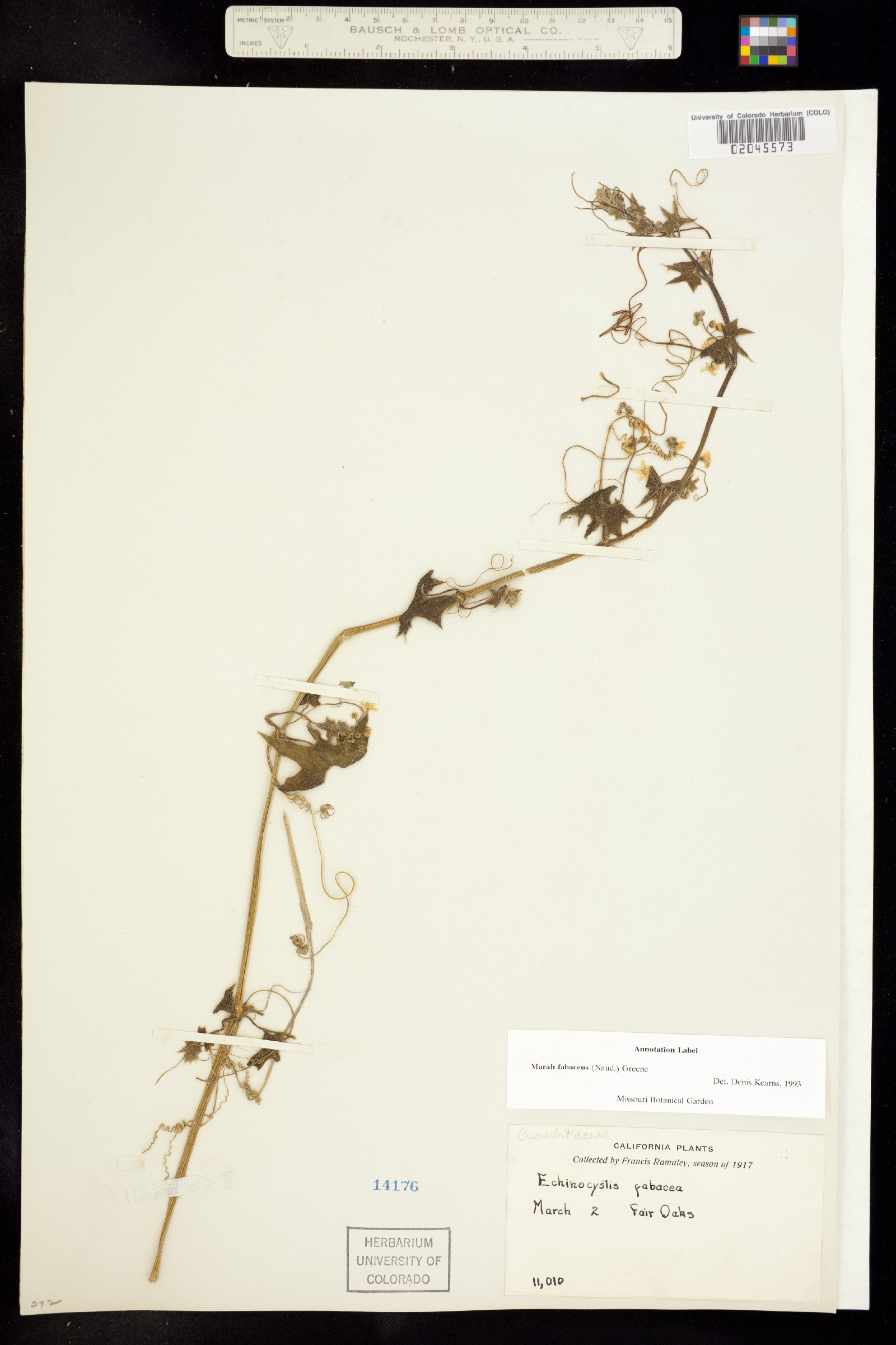 Marah fabacea image